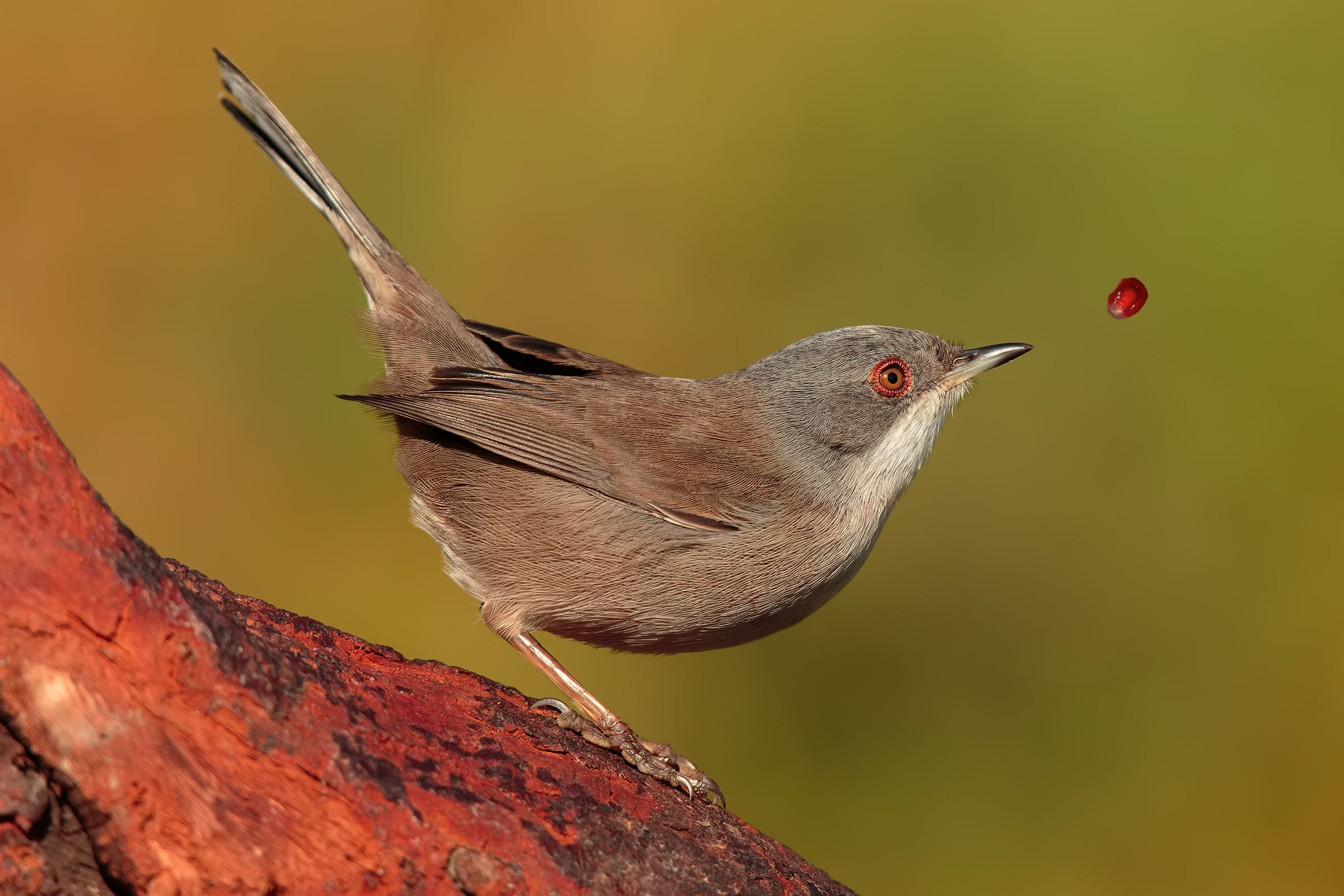 Oooppsss..... il chicco..!!