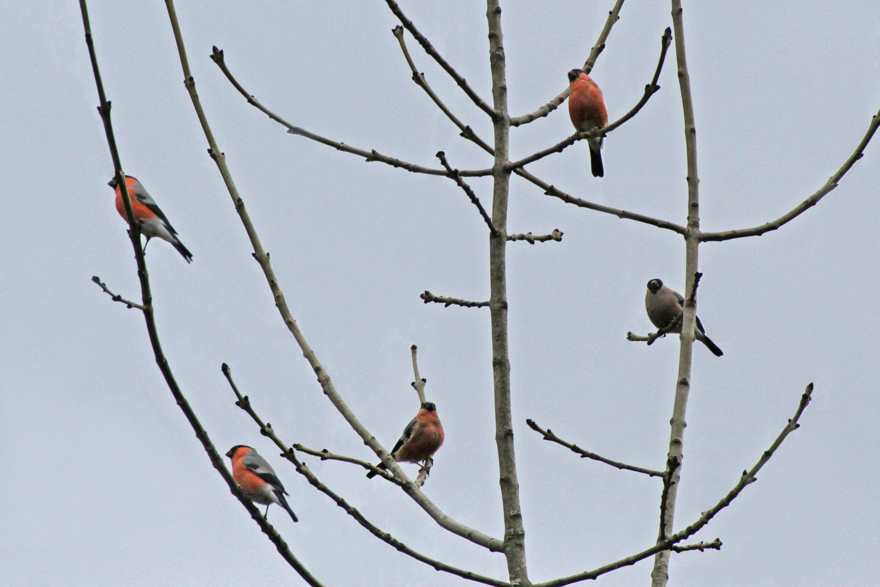 L'albero di Natale :-) auguri a tutti