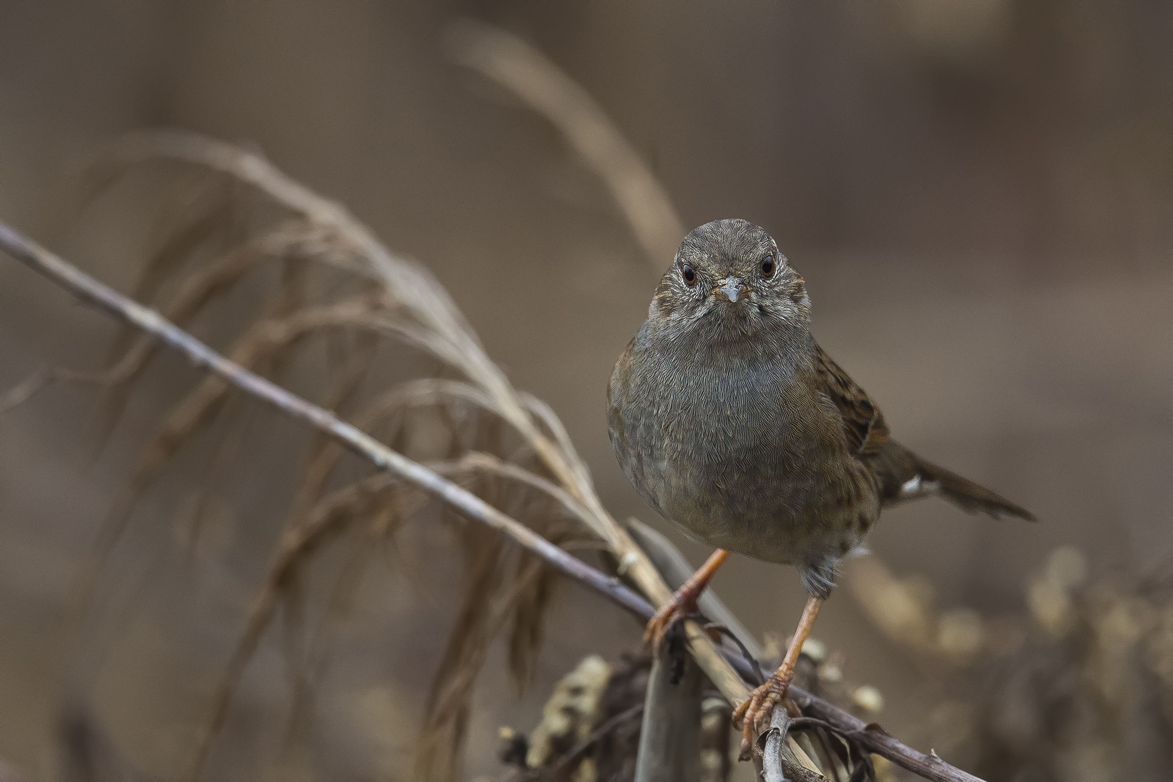 Dunnock