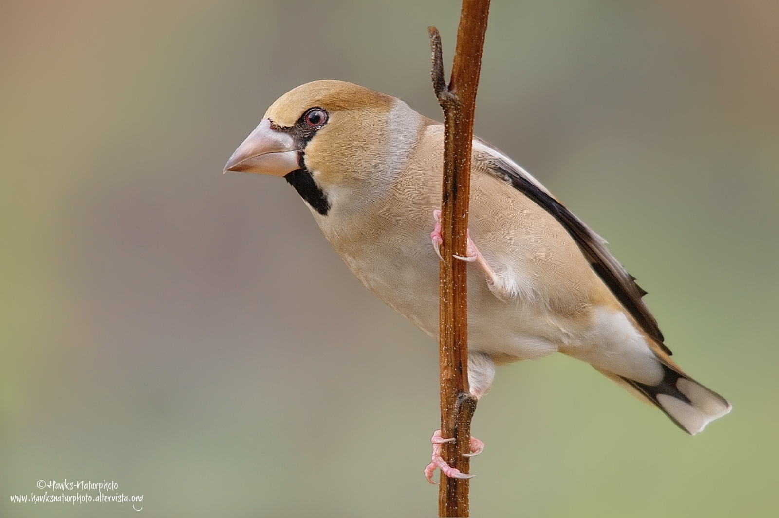 Hawfinch