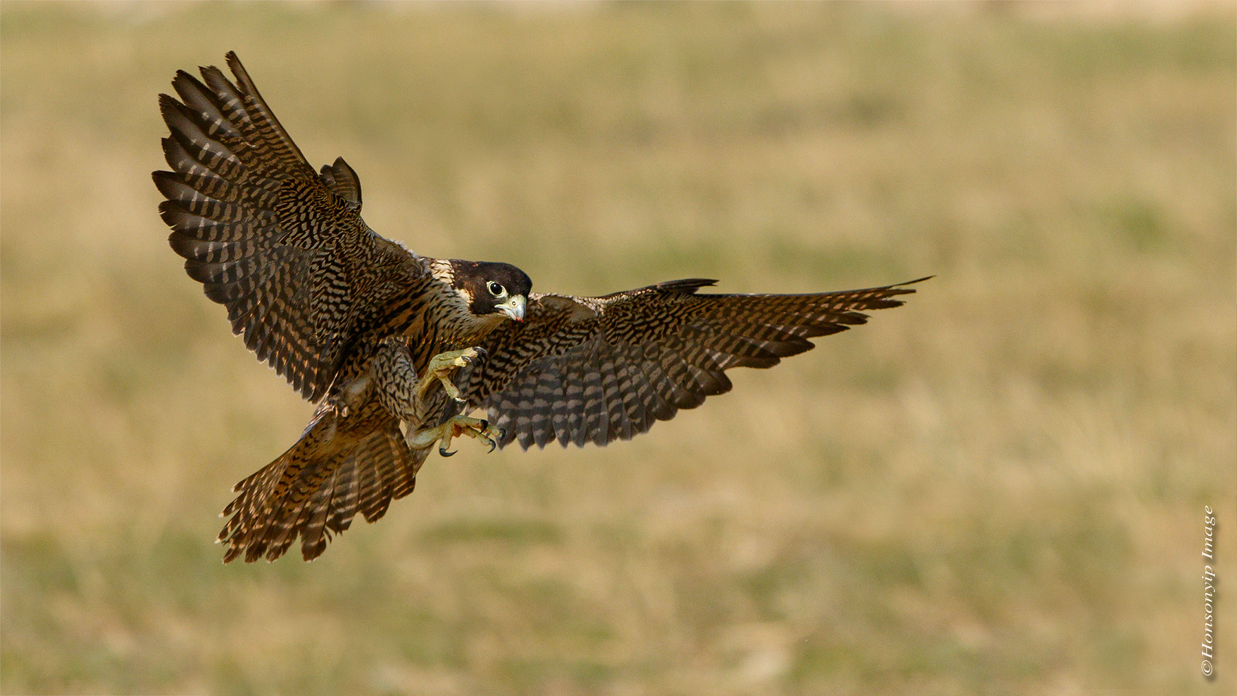 Peregrine Falcon