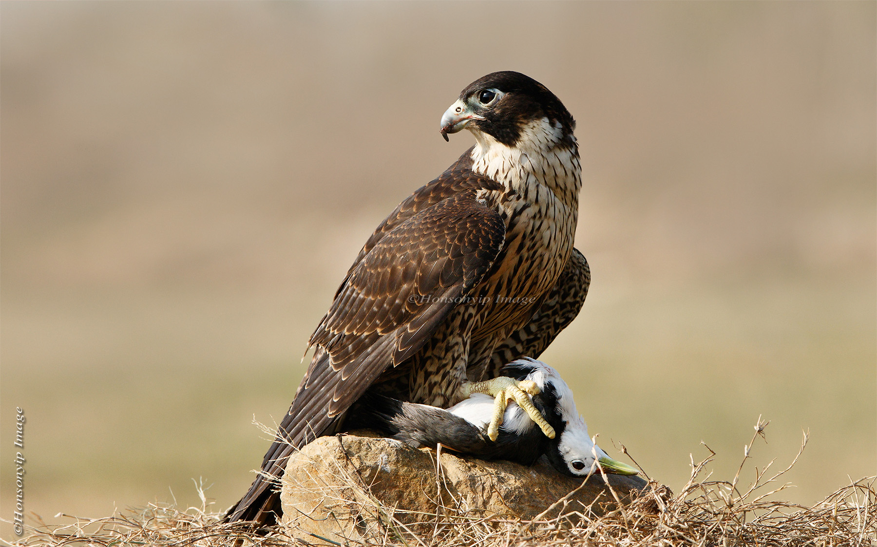 Peregrine Falcon_2