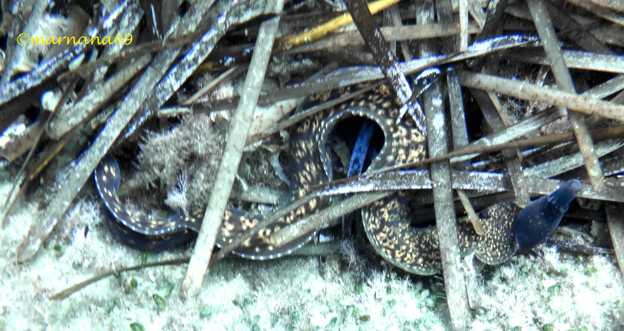 Murena aggressiva fuori tana