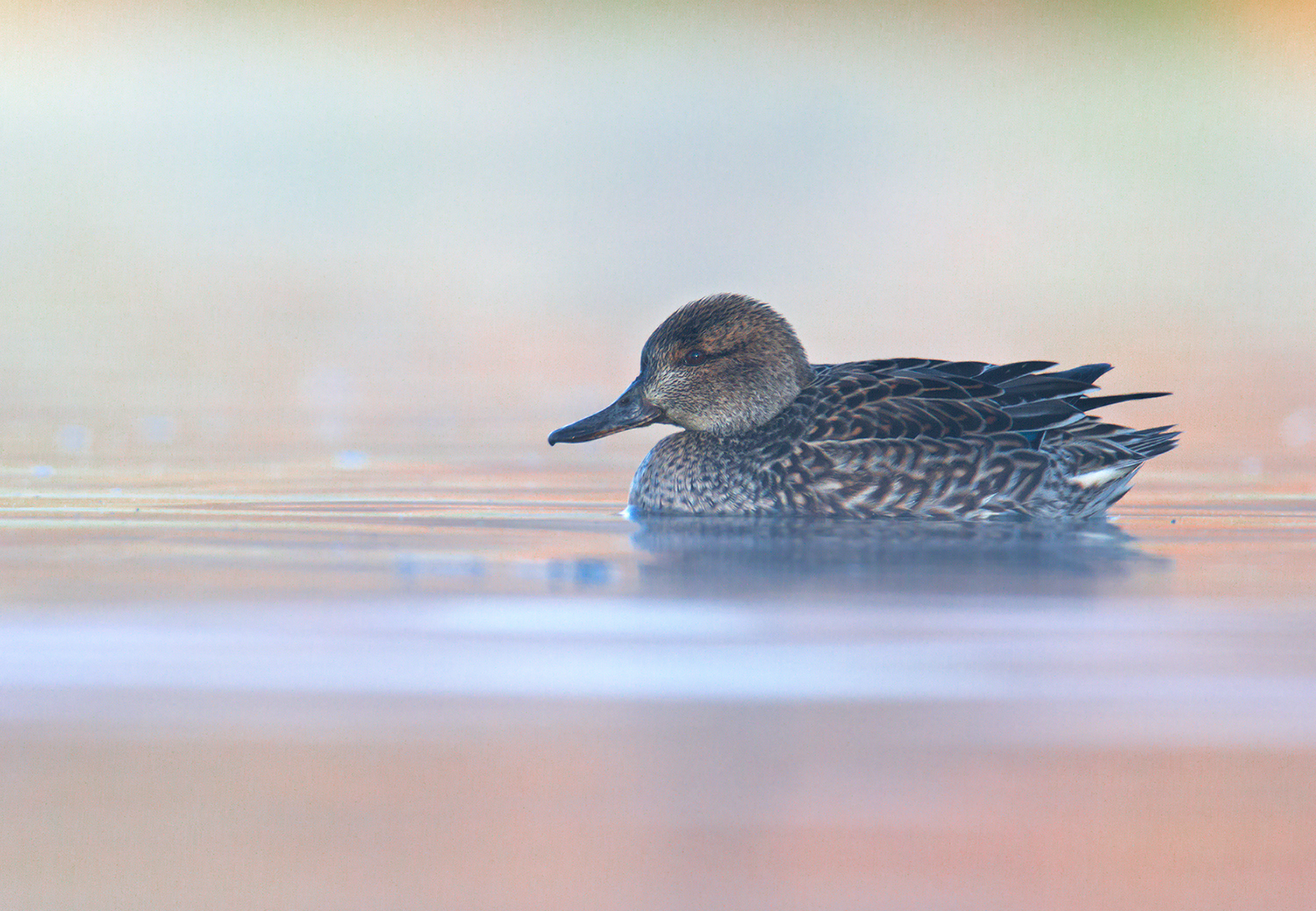 Le prime luci tra la nebbia del lago