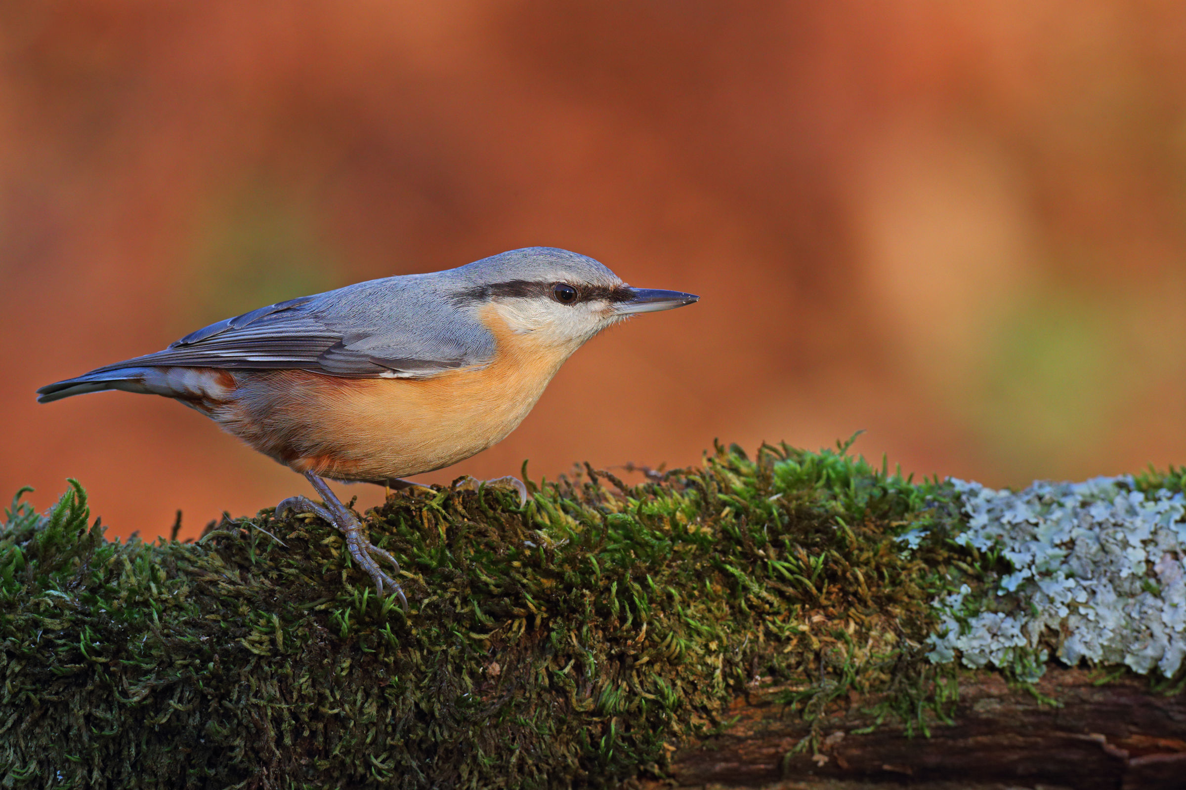 Nuthatch