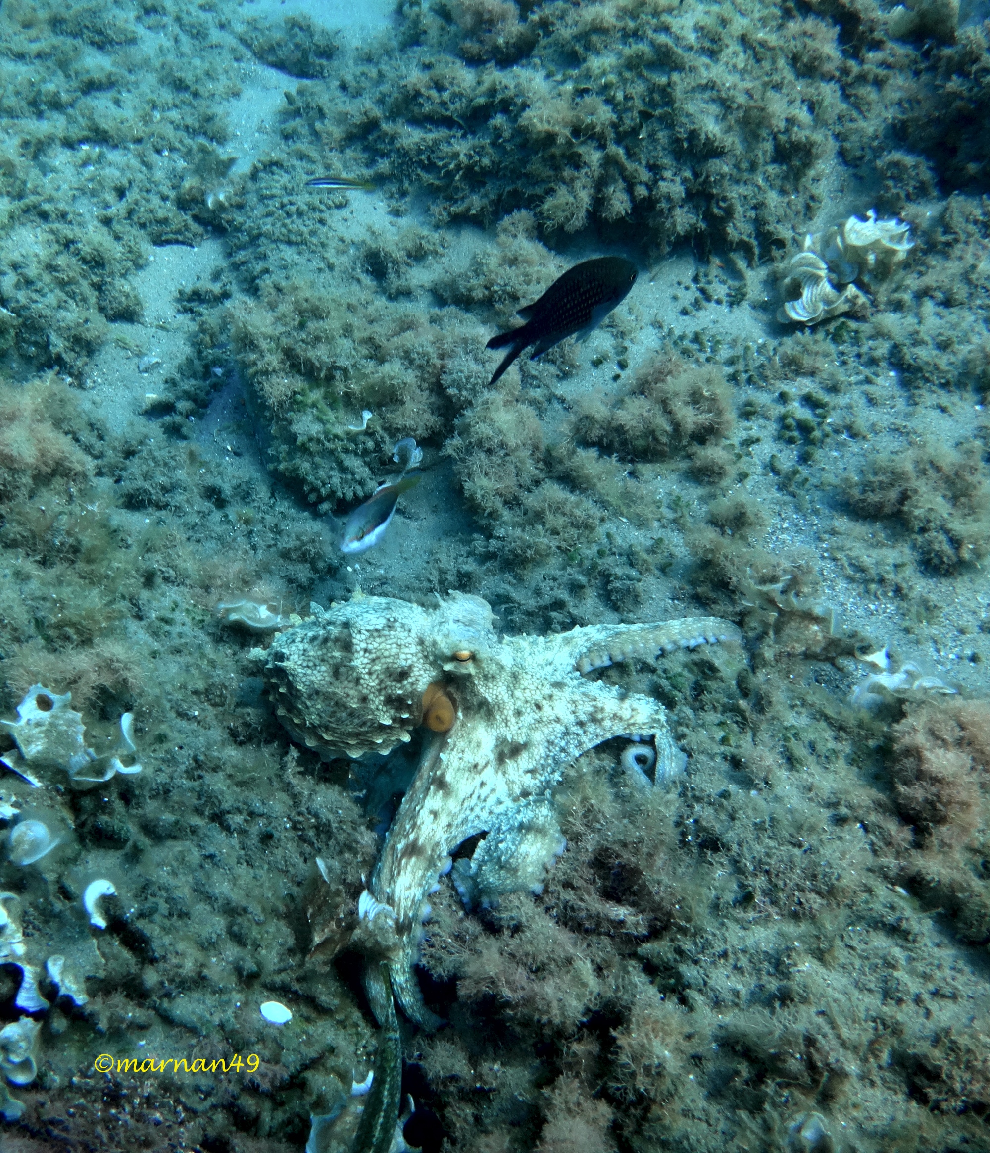 Octopus vulgaris, polpo e castagnola