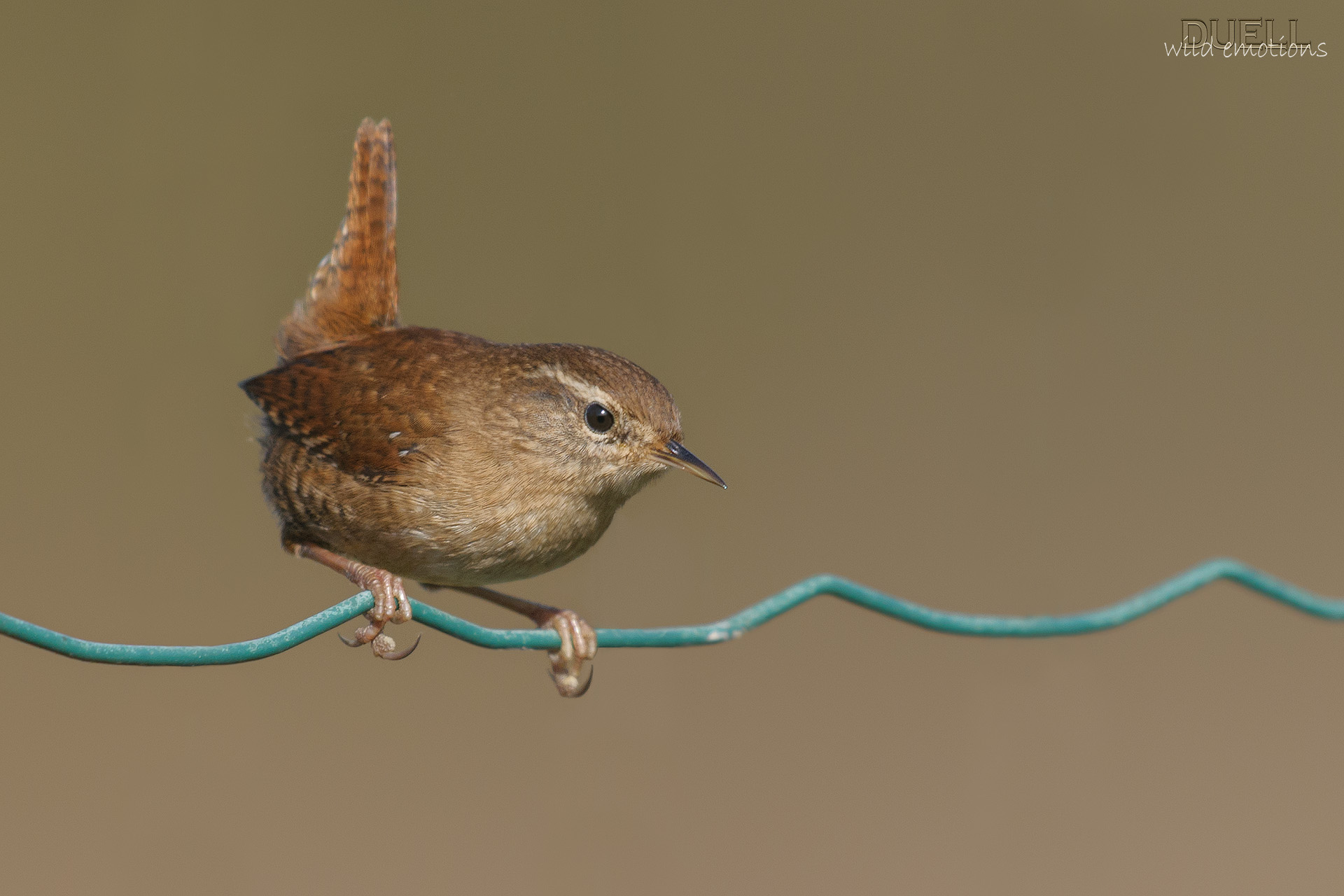 tribute to the D300s