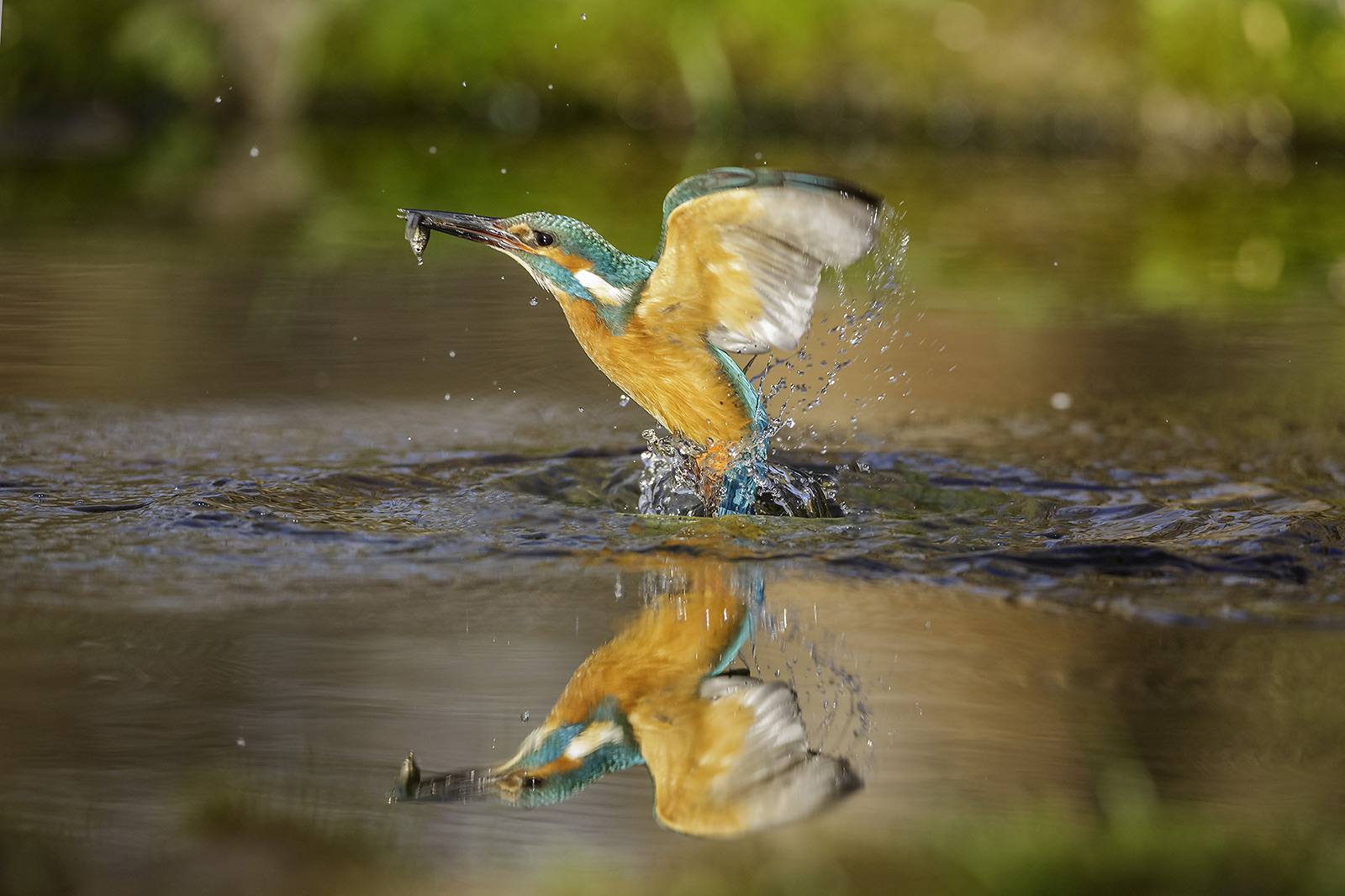martin pescatore con preda