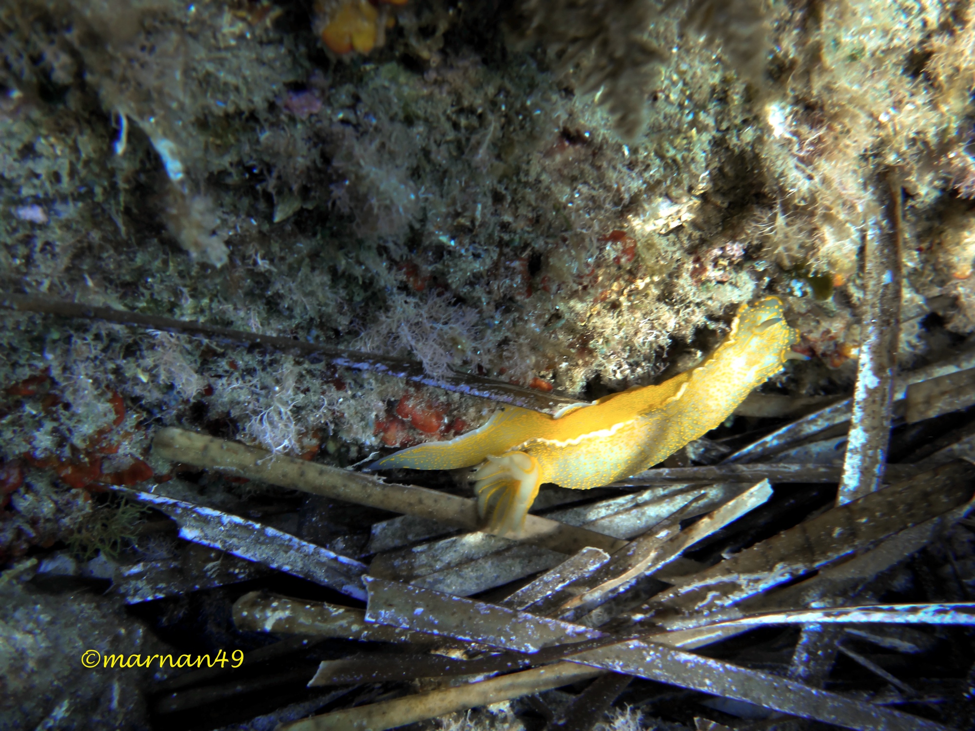 Hypselodoris picta (doride dipinto)