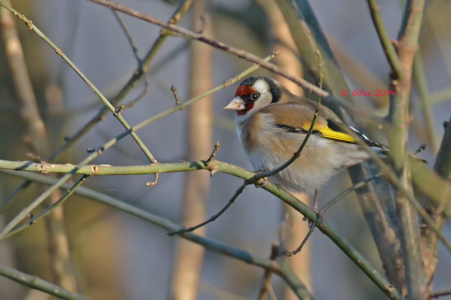 Cardellino (Carduelis carduelis)