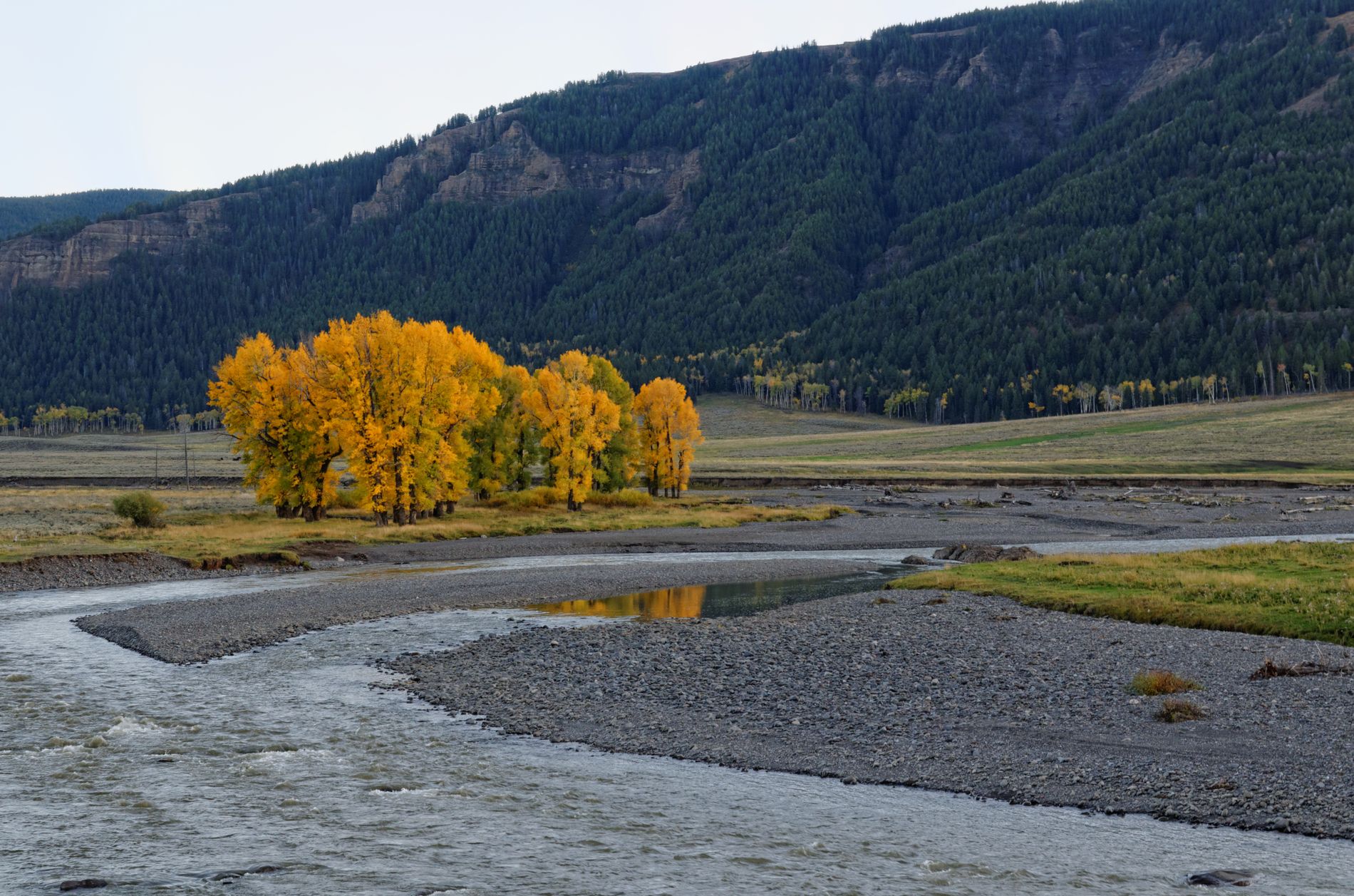 Yellowstone - Yellowtree
