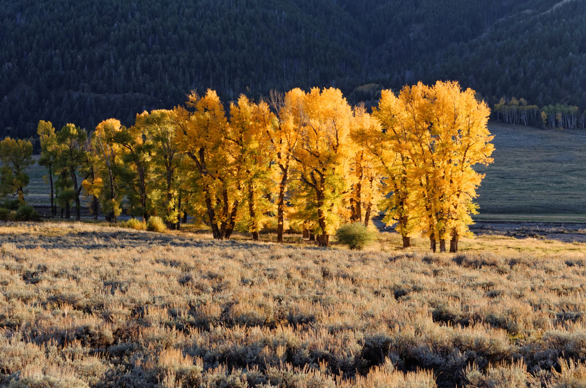 Yellowstone - Yellowtrees