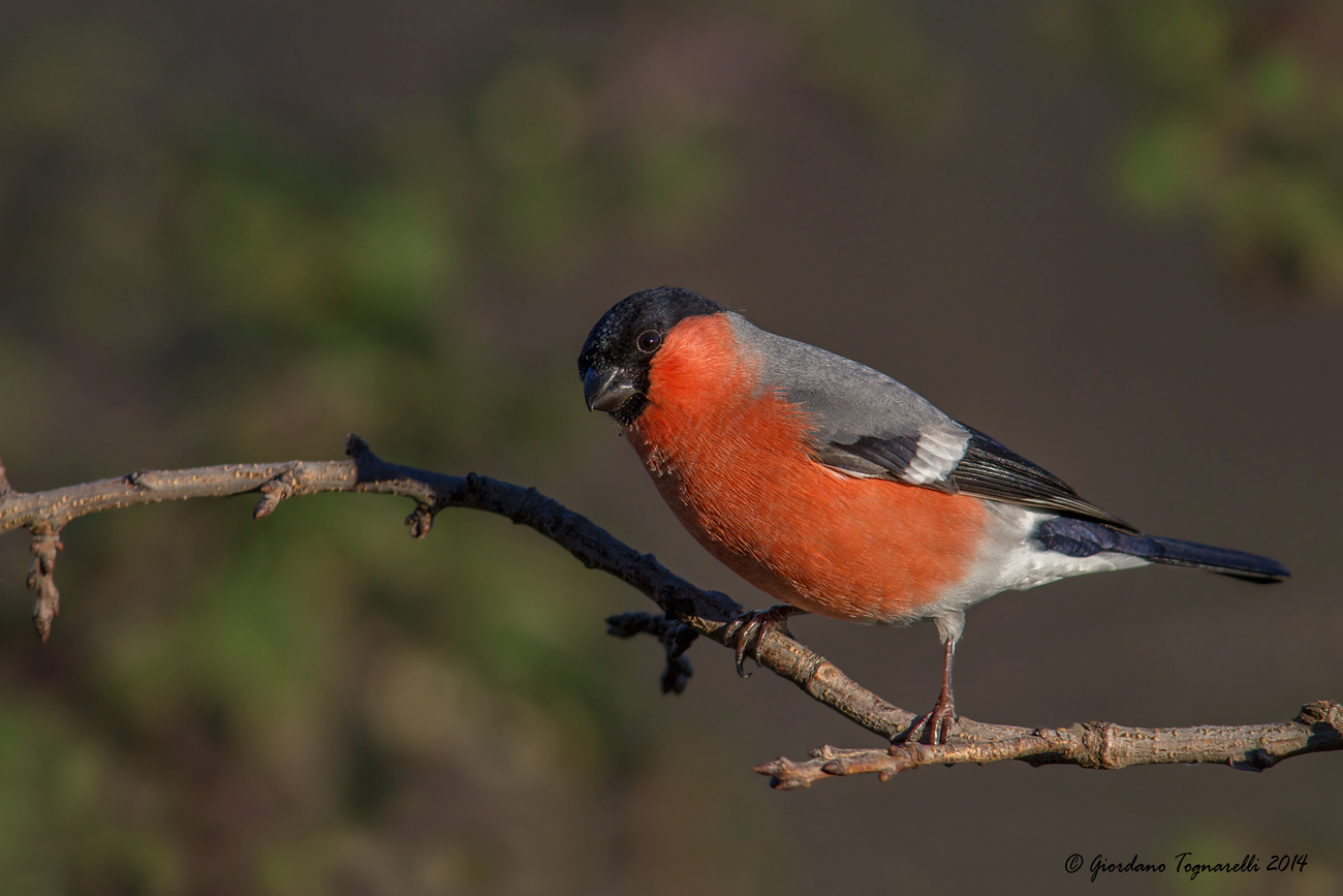 Bullfinch male