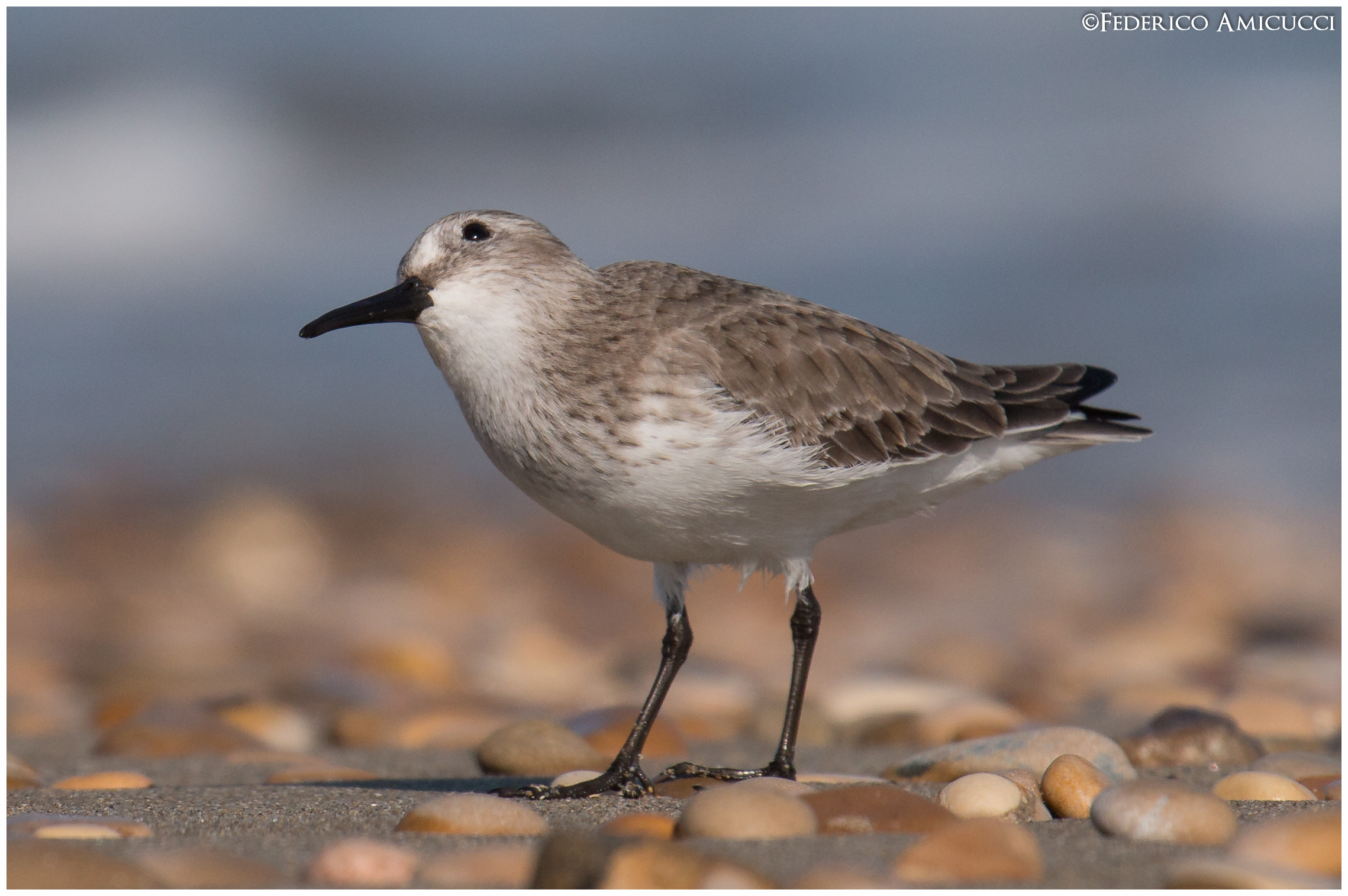 Ehi..chi c'è lassù? Piovanello Pancianera