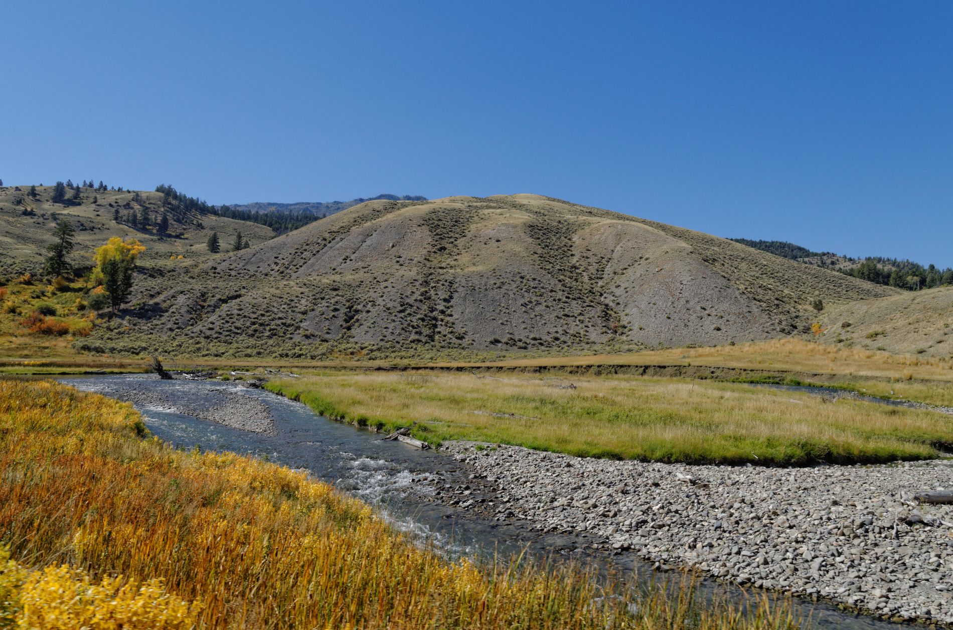 Yellowstone - Yellowgrass