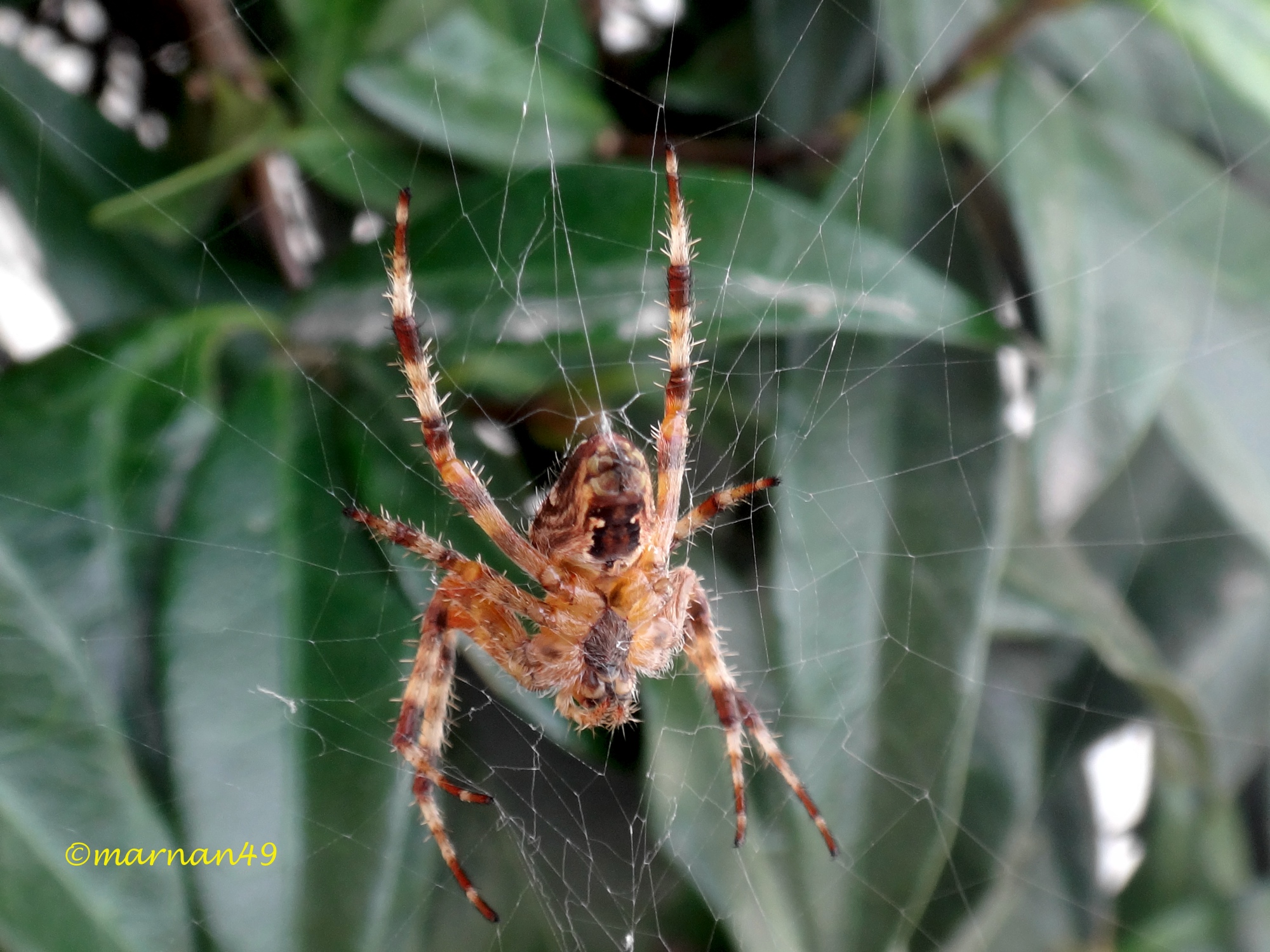 Ragno nella ragnatela