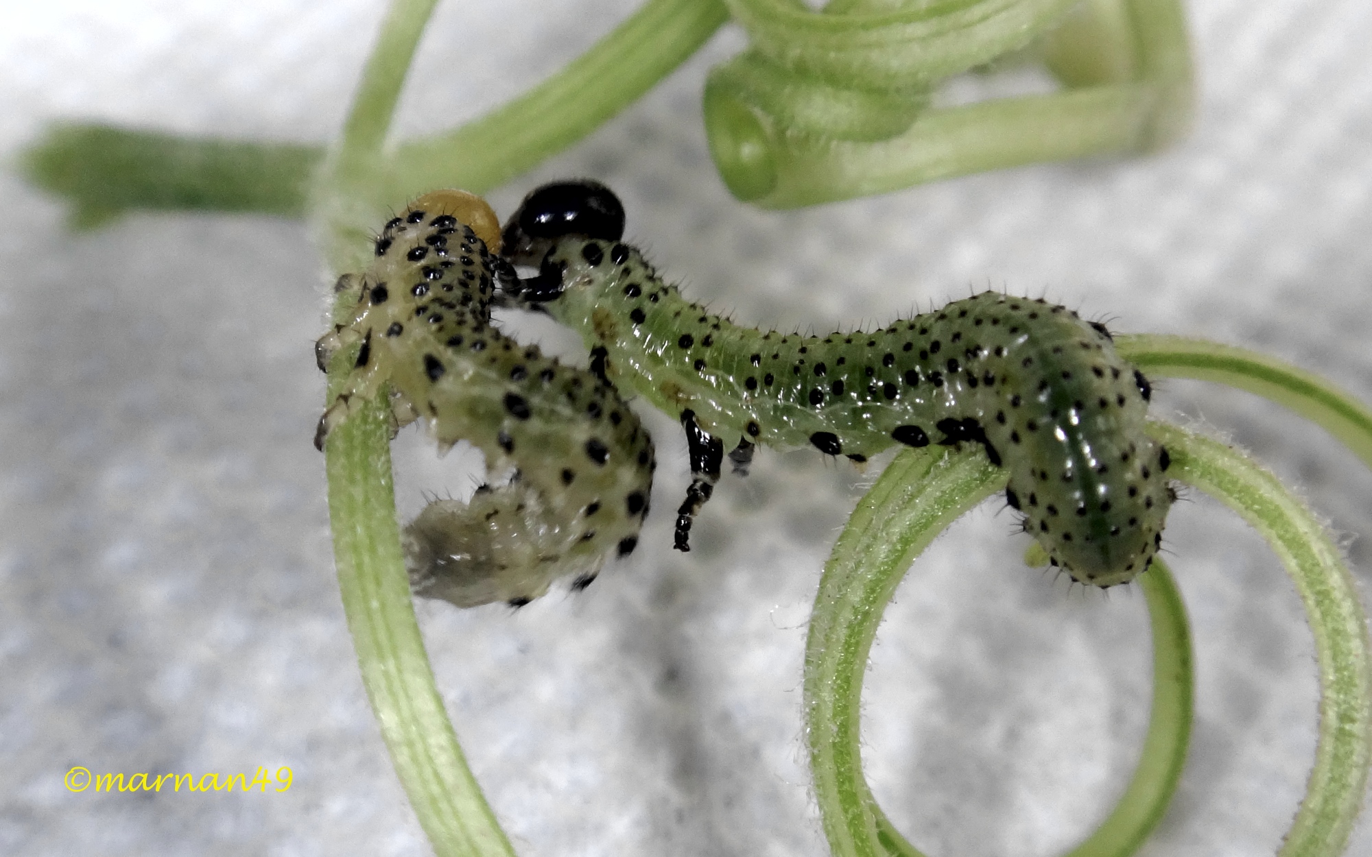 Tenerezze di bruchi delle rose