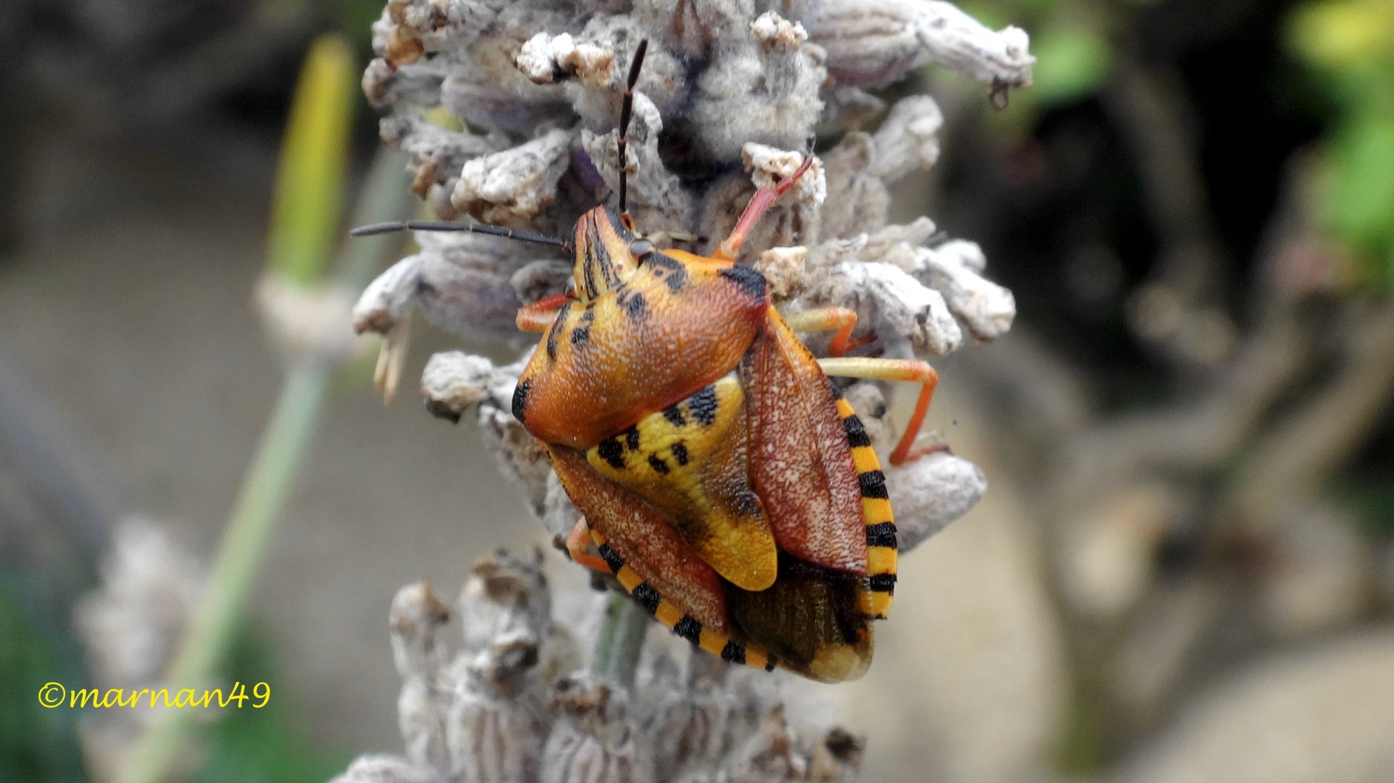 Cimice sulla lavanda