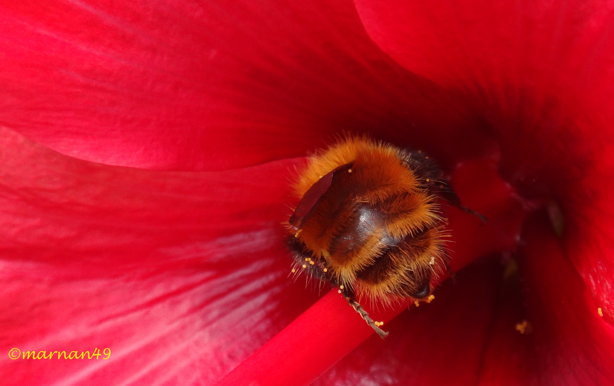 Ape tuffata nel fiore dell'ibiscus rosso
