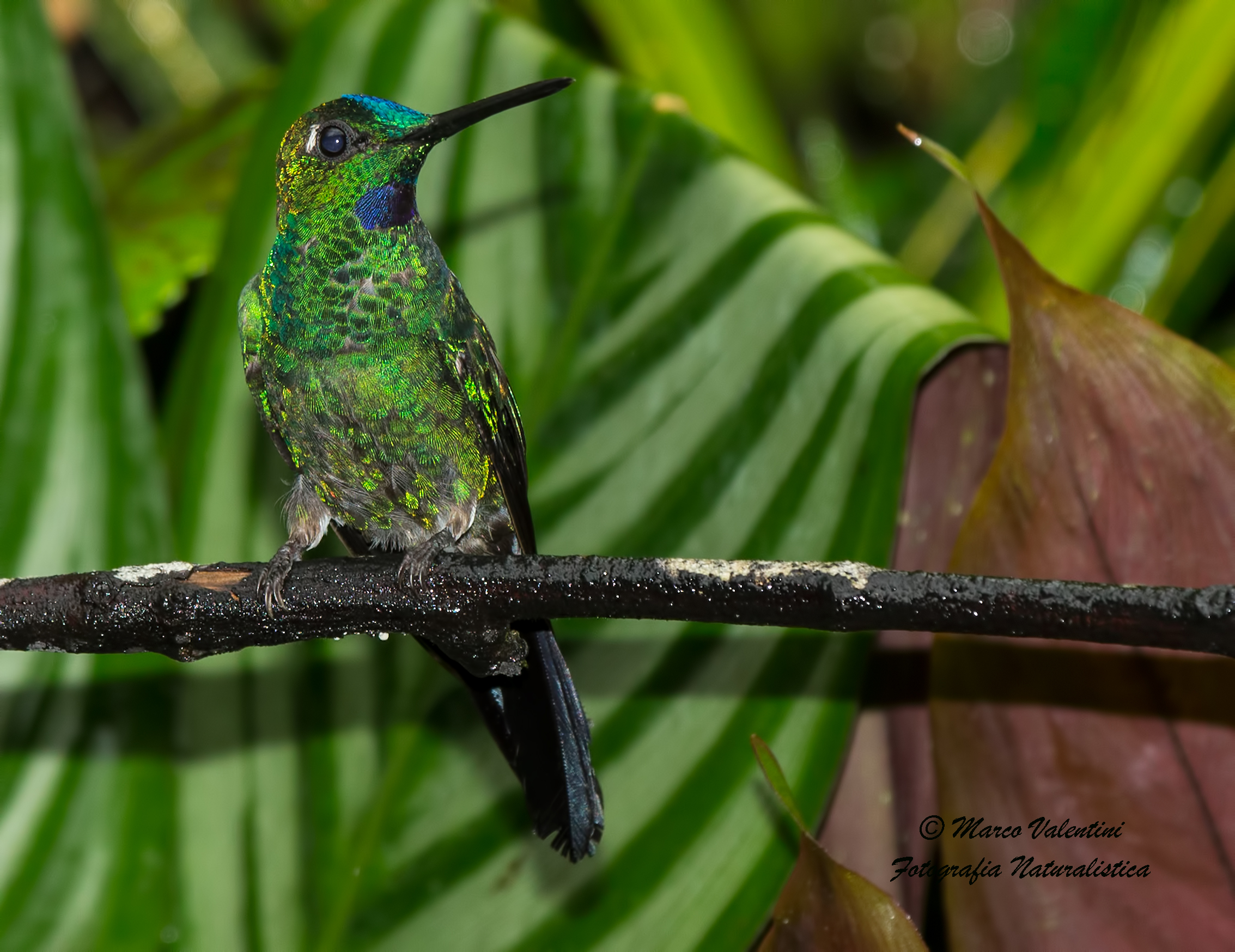 Green crowned brilliant