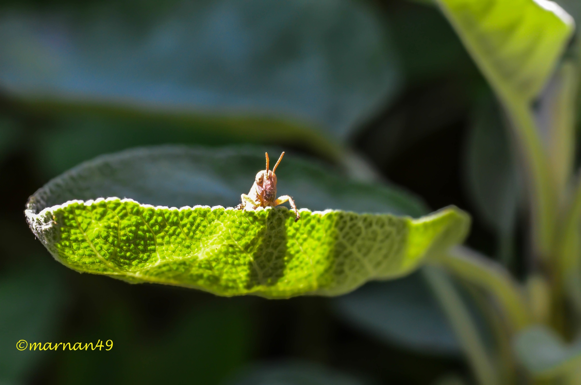 Cavalletta affacciata