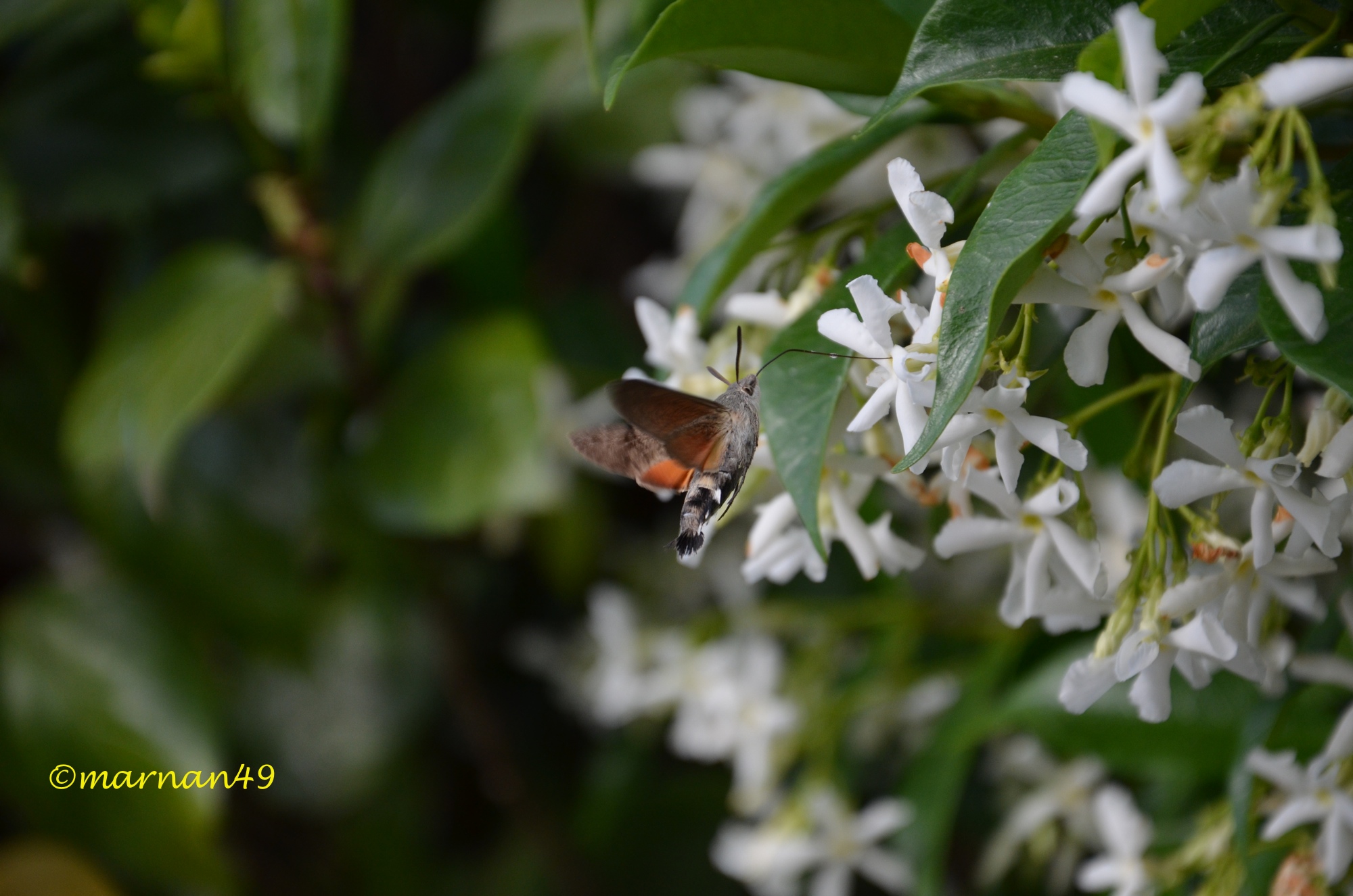 Farfalla con spirotromba che succhia il nettare