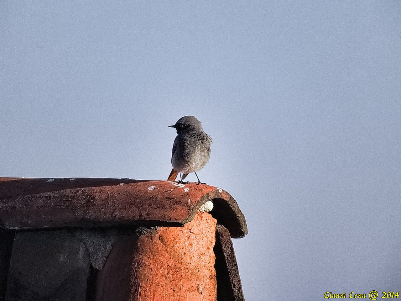 Codirosso Spazzacamino