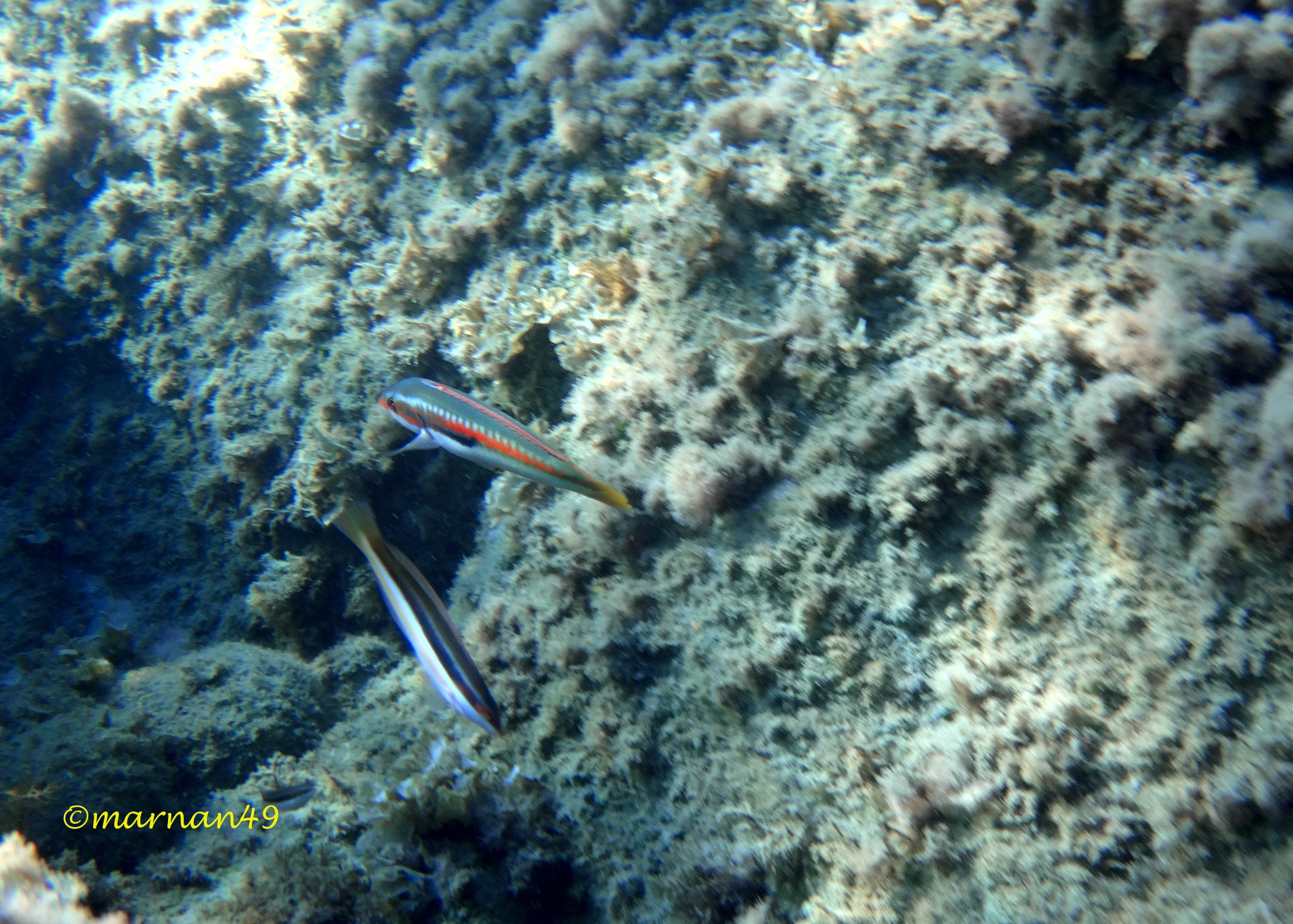 Pesce donzella (Coris Julis) Su maschio, giù femmina