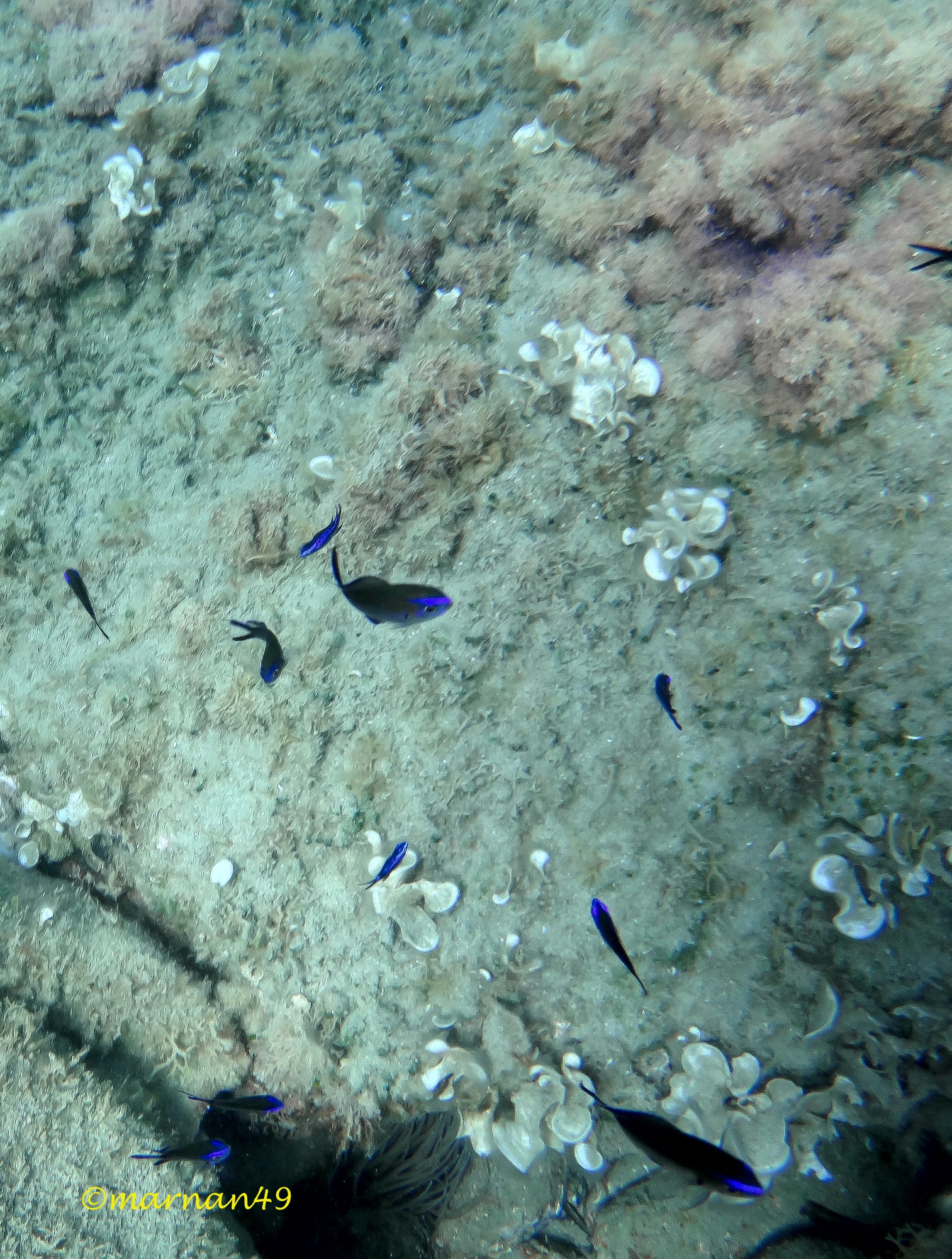 Le castagnole crescono mutando colore