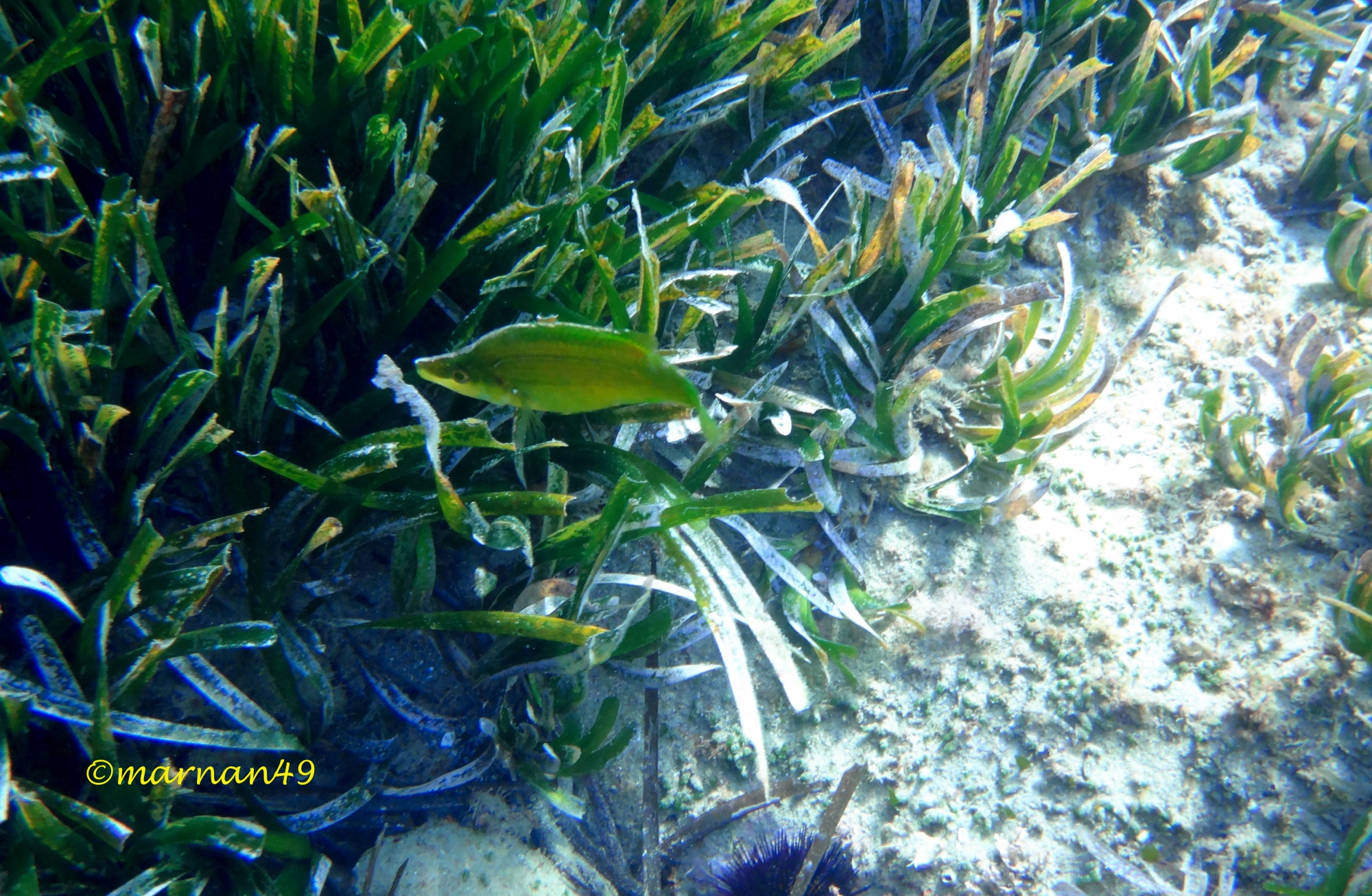 Pesce tordo musolungo