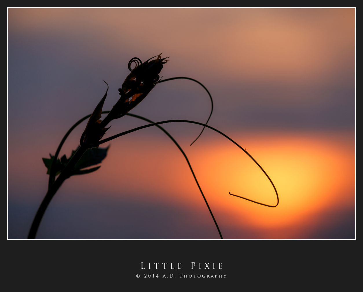 Little Pixie
