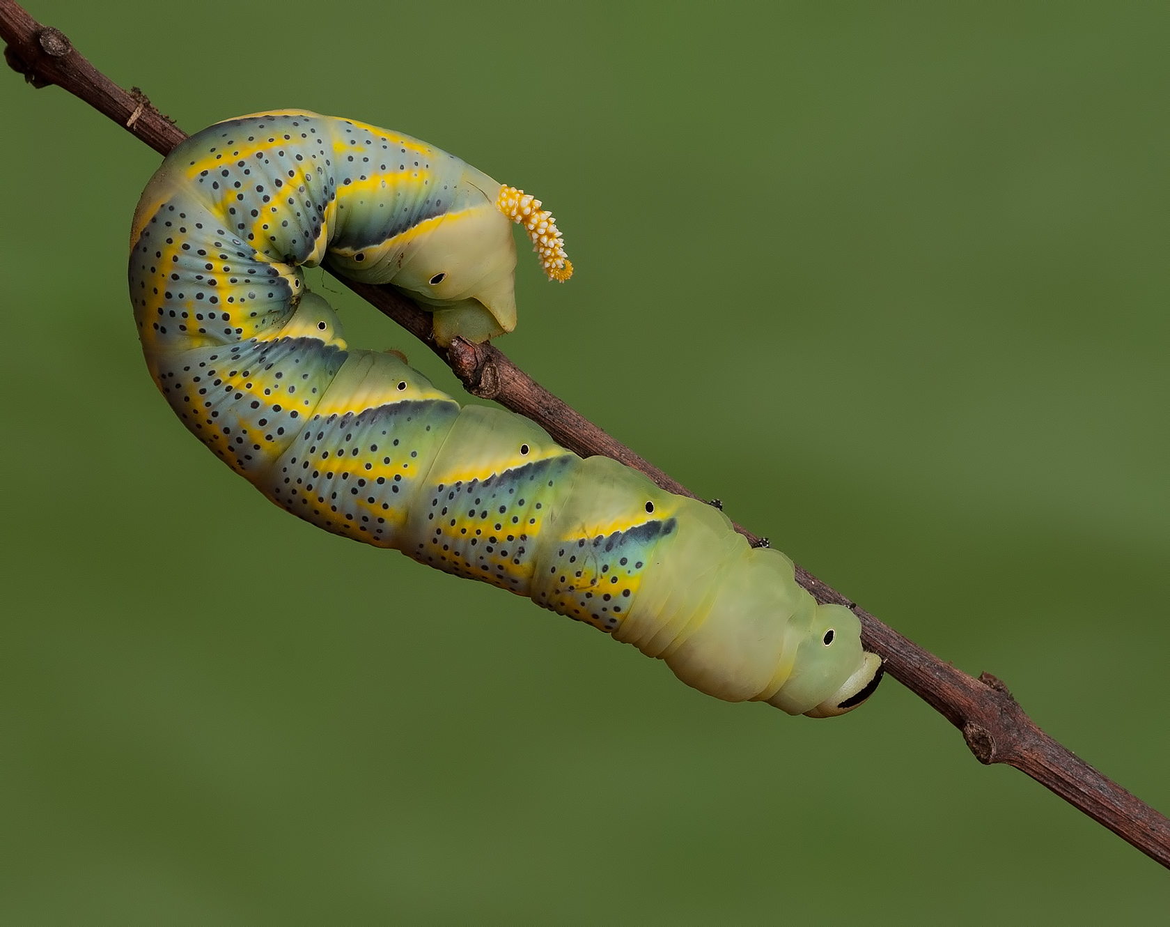 Morte Hawk moth caterpillar