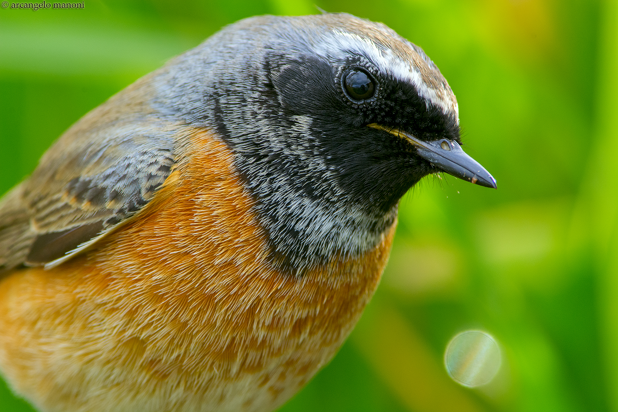 A picture to male redstart