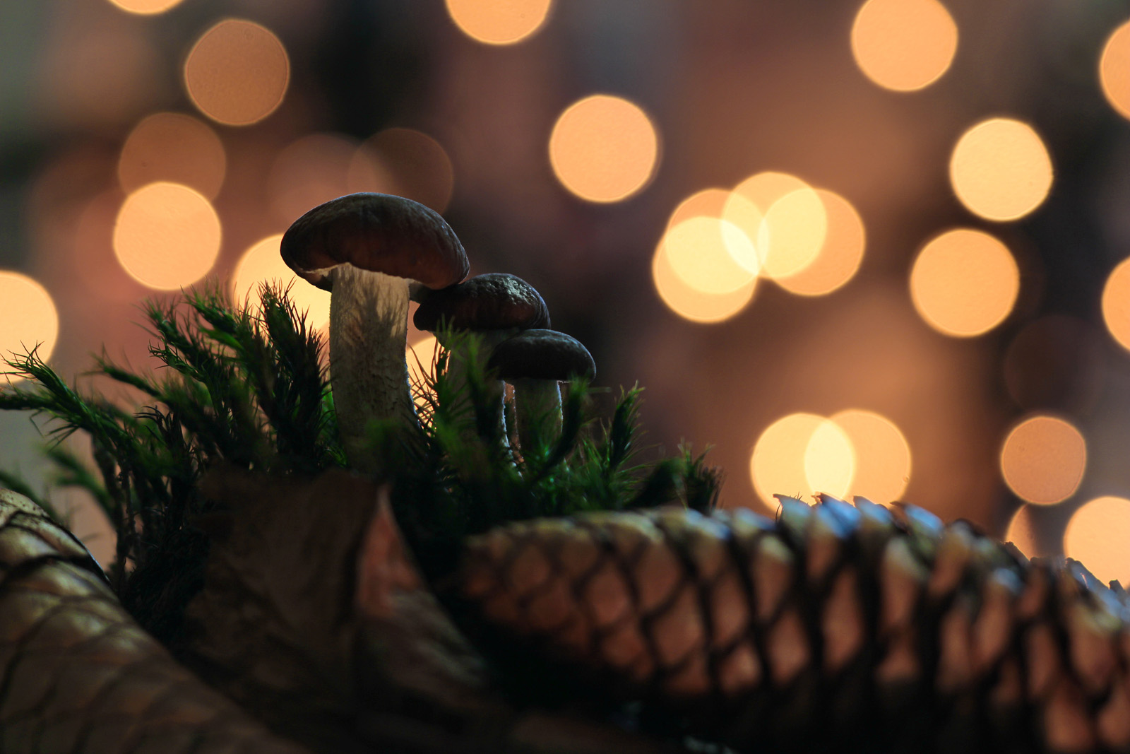 Christmas in the woods