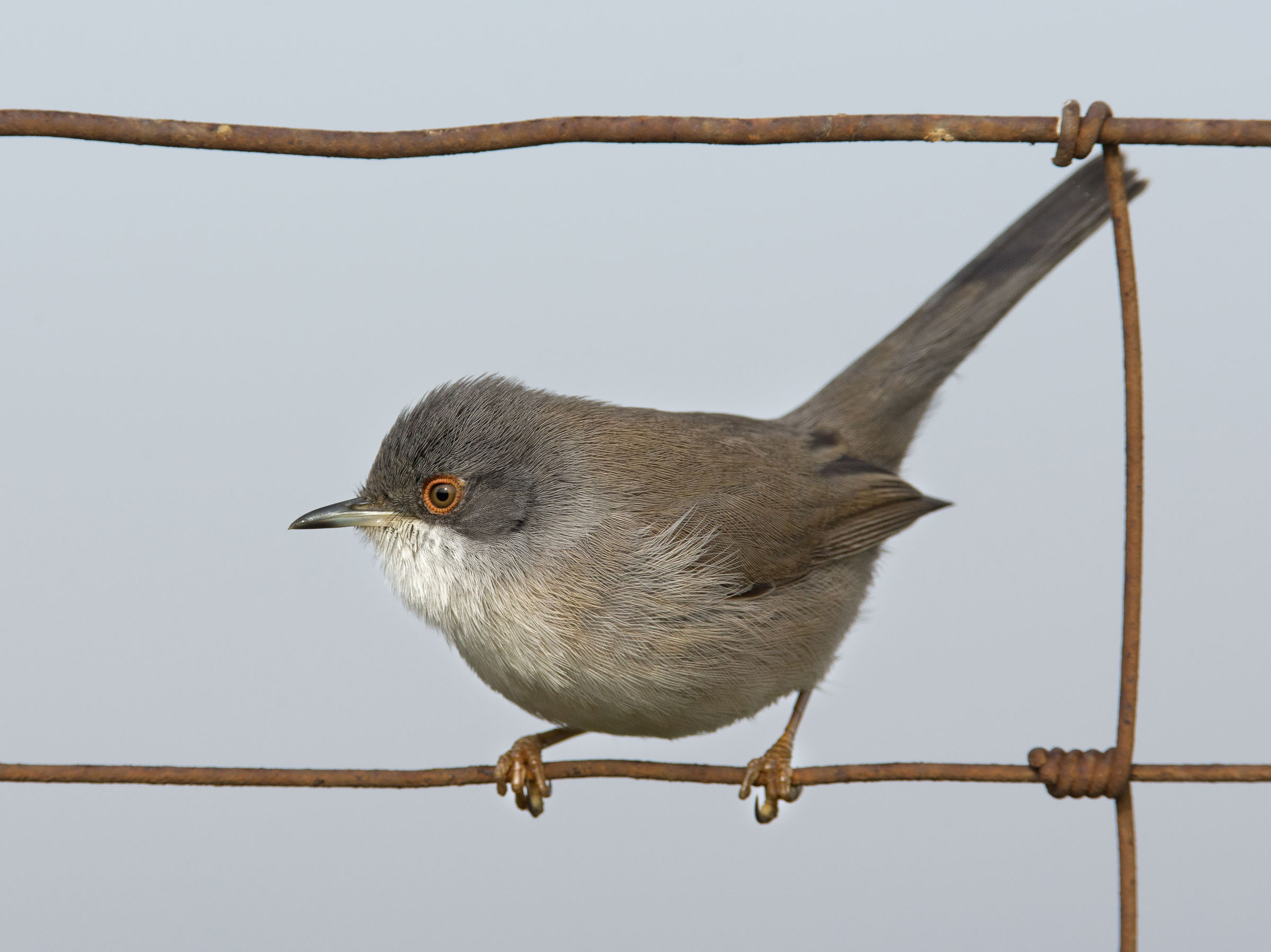 occhiocotto in ..cornice