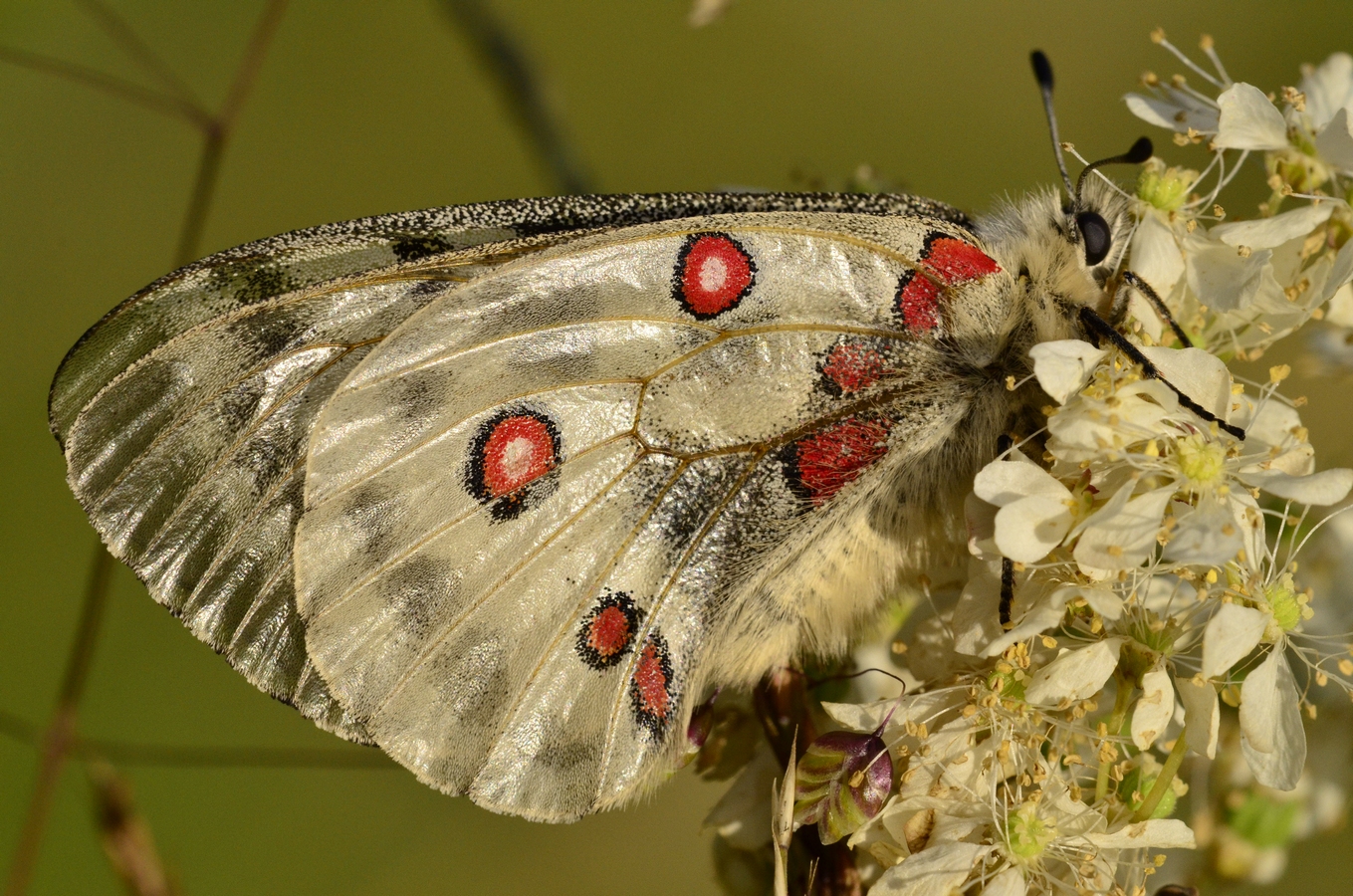 Parnassius apollo