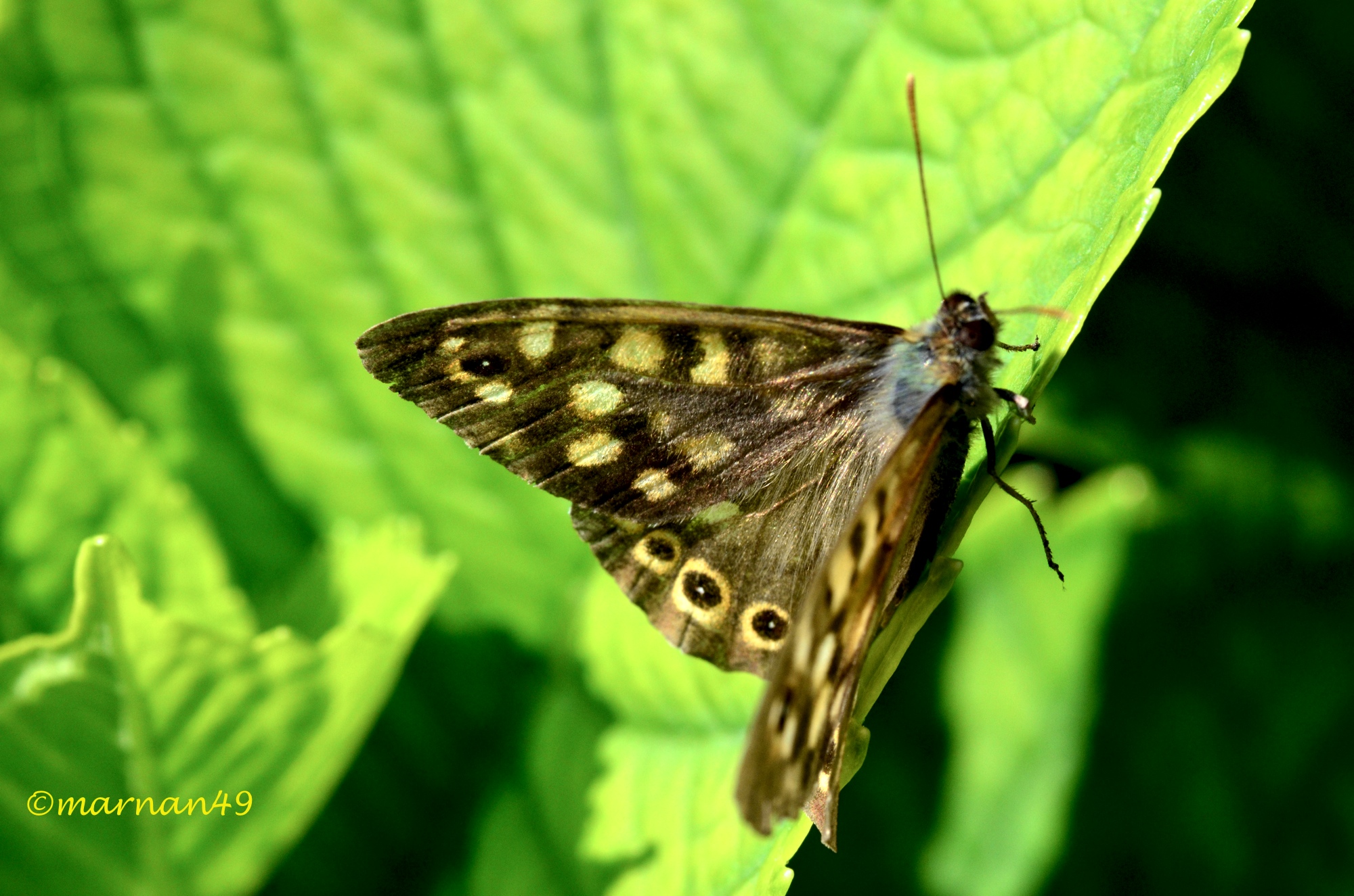 Egeria (Pararge aegeria)