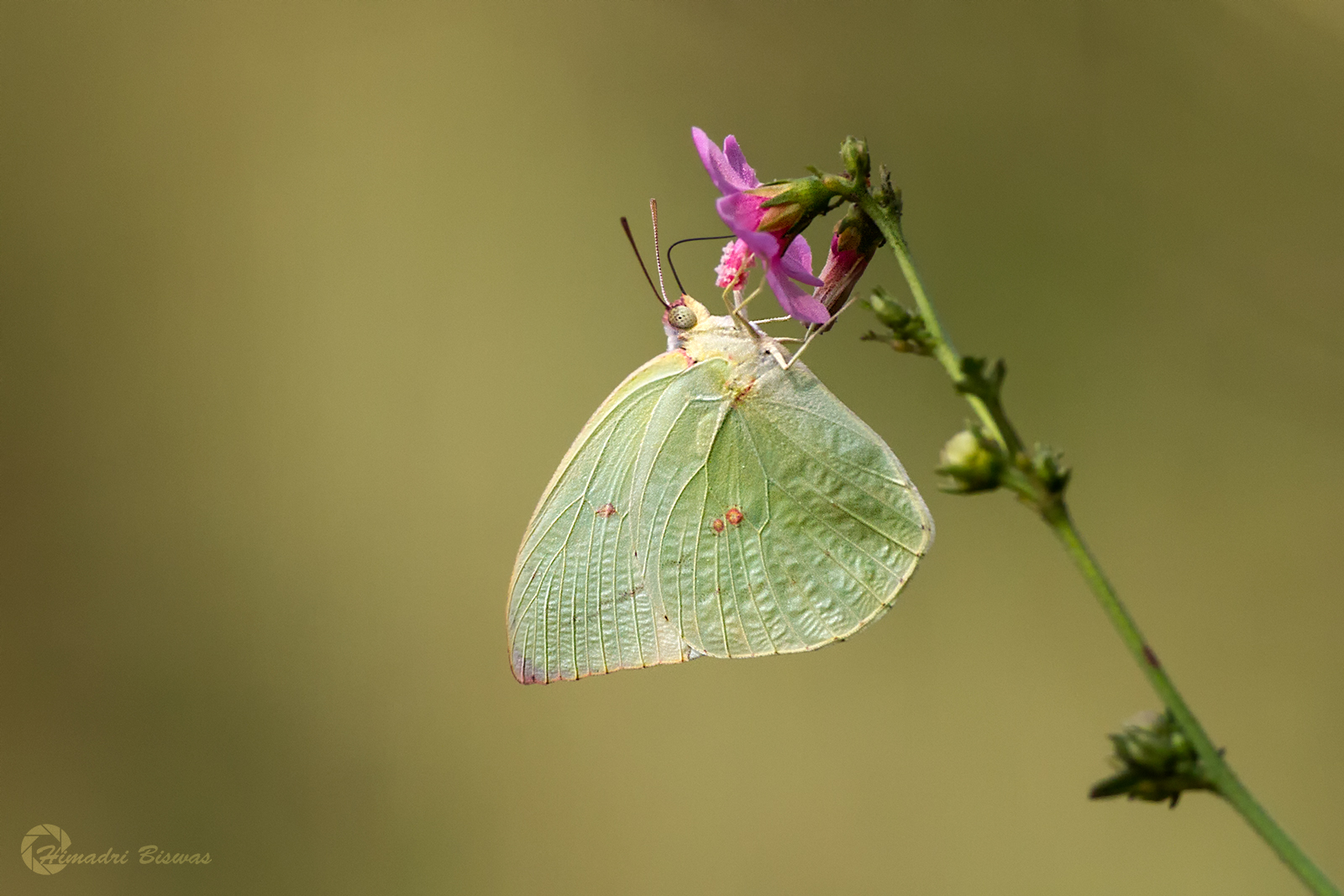 Mottled Emigrant