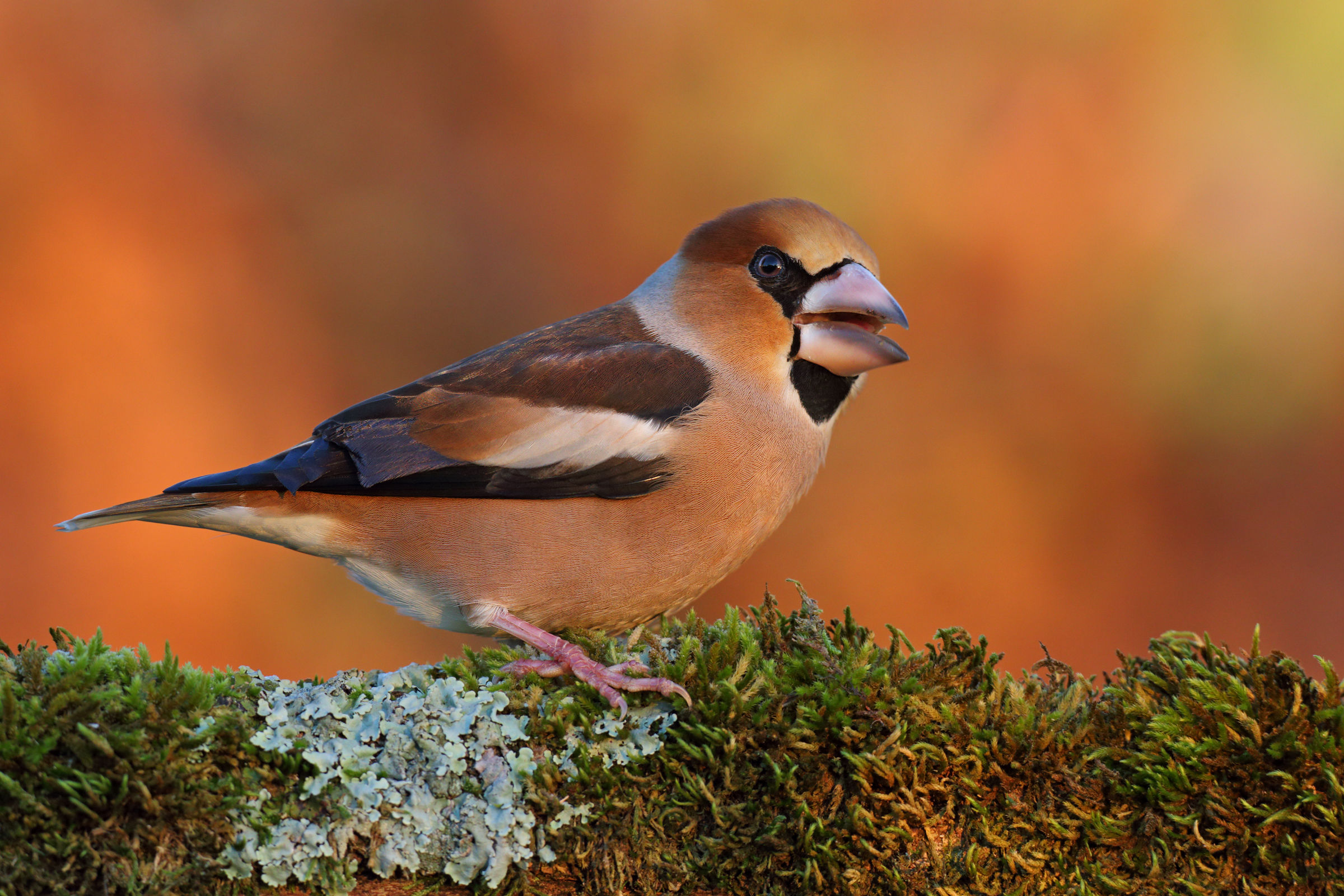 Hawfinch