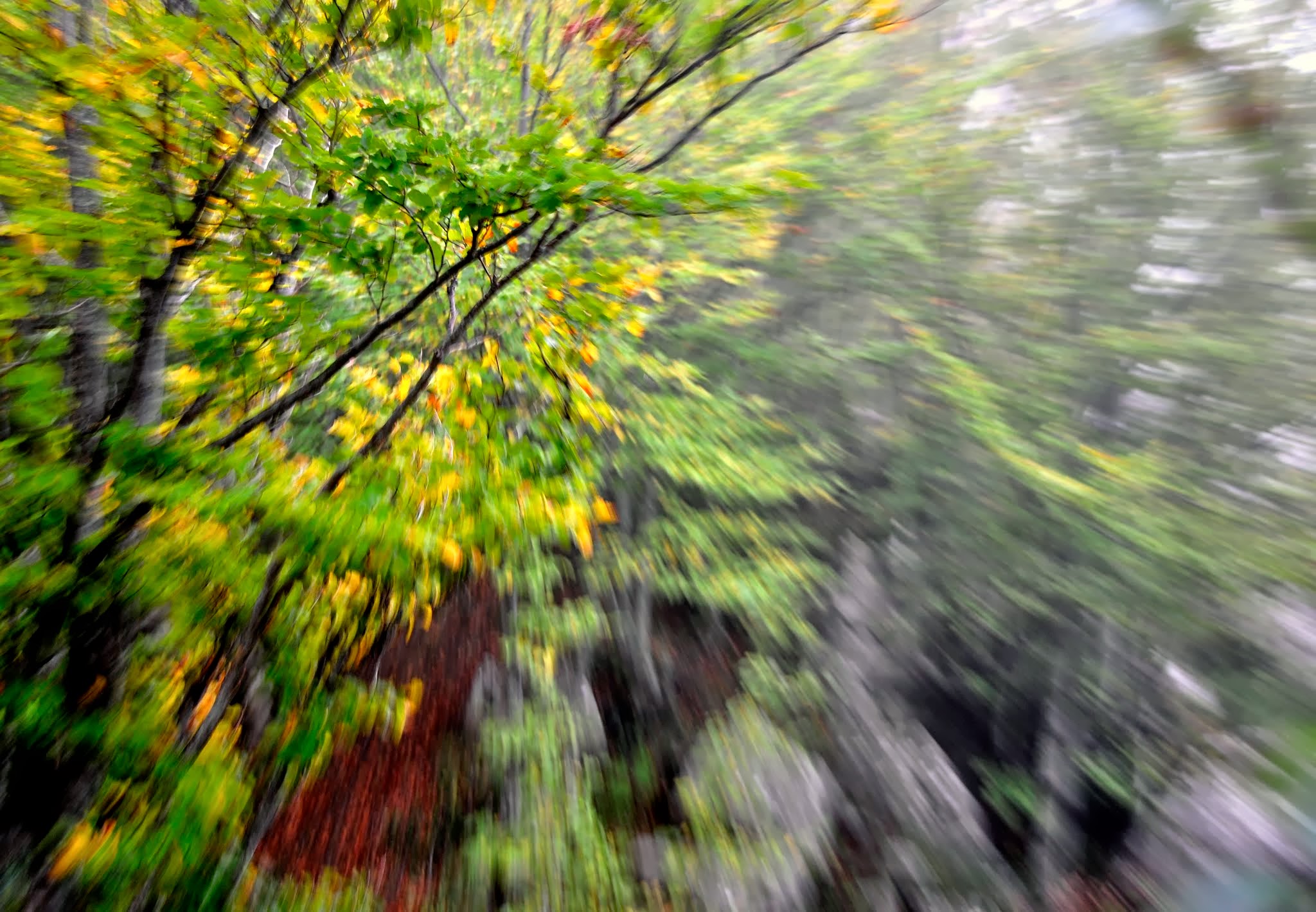 Bosco psychedelic ...