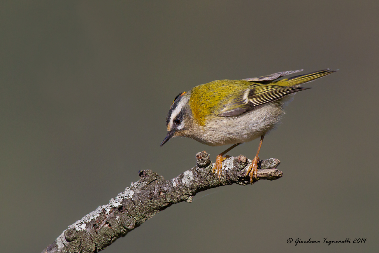 Regulus Male (Regulus regulus)