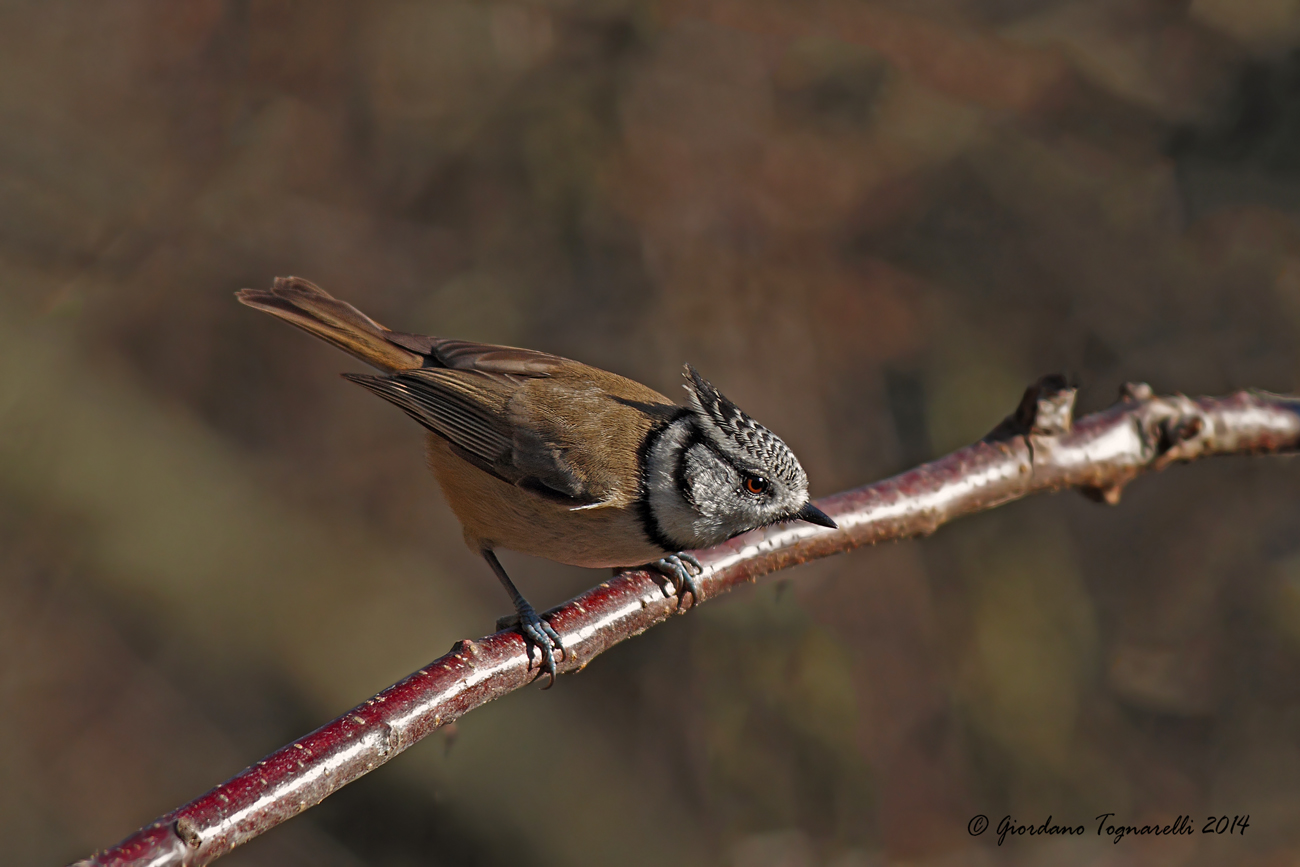 Crested Tit
