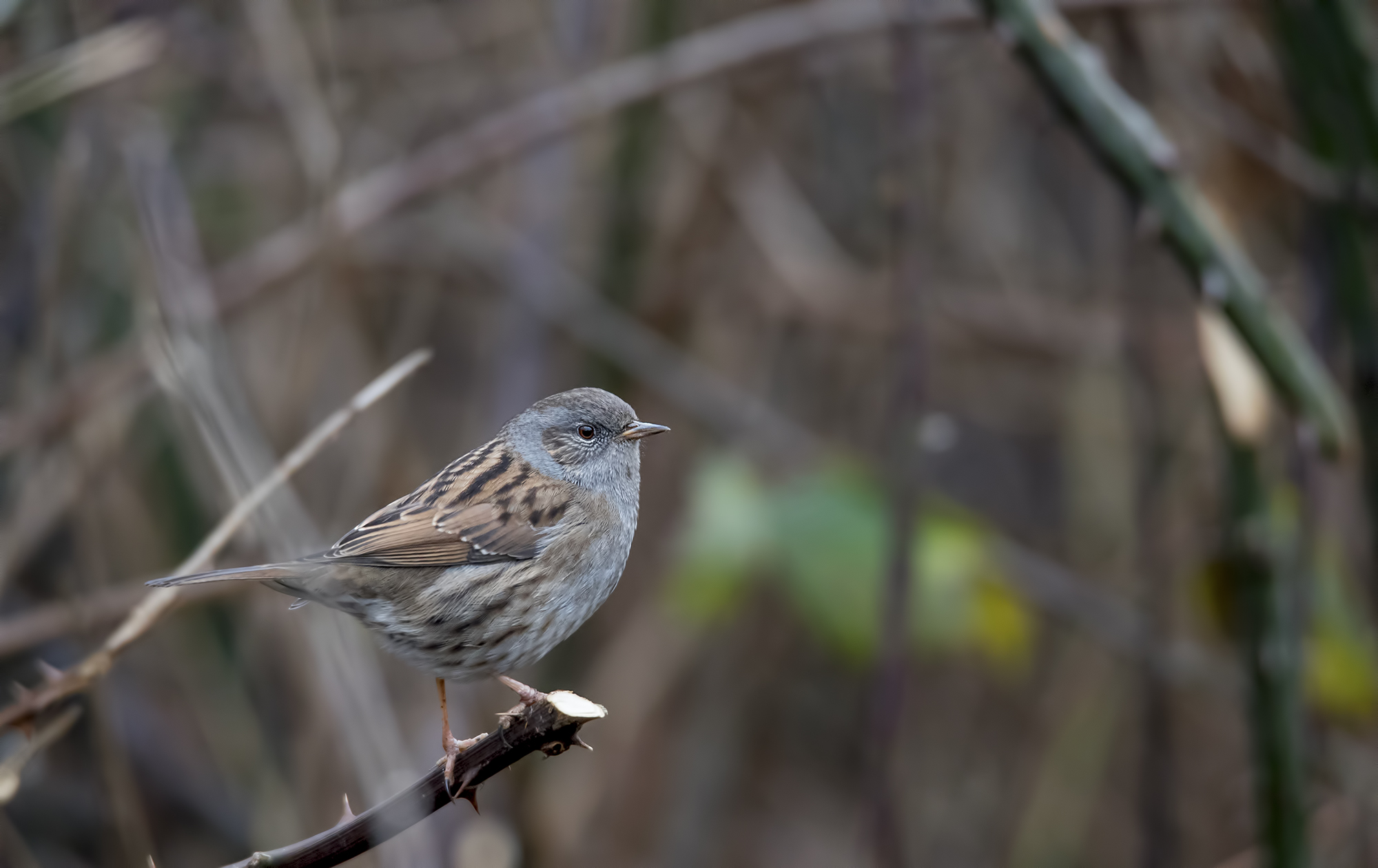 Prova d750 Passera Scopaiola