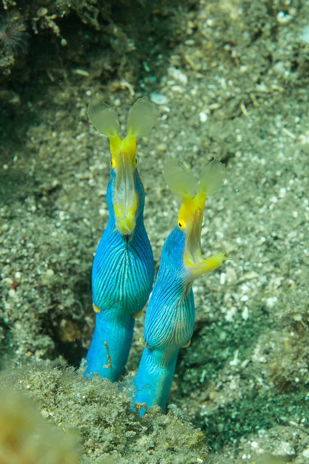 rhinomuraena quaesita