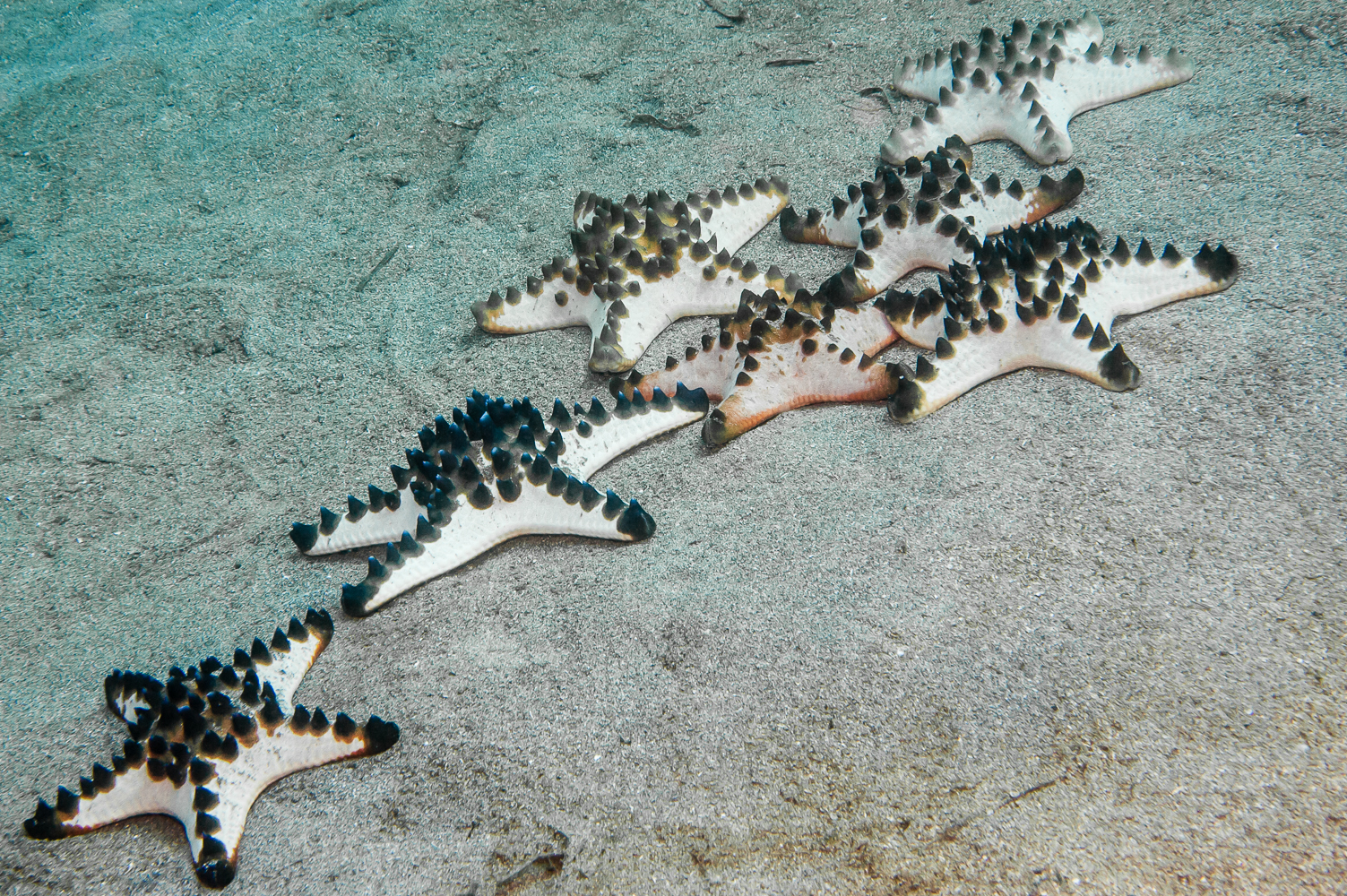 protoreaster nodosus