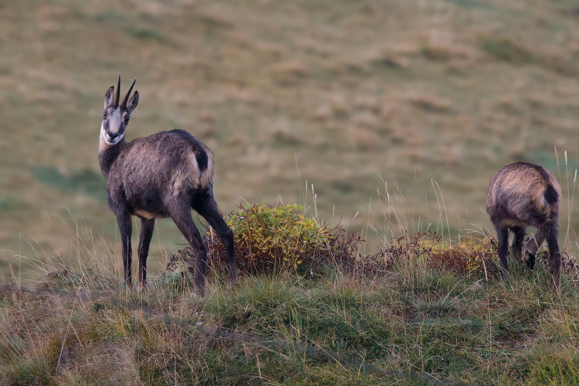 Move that there are photographers!