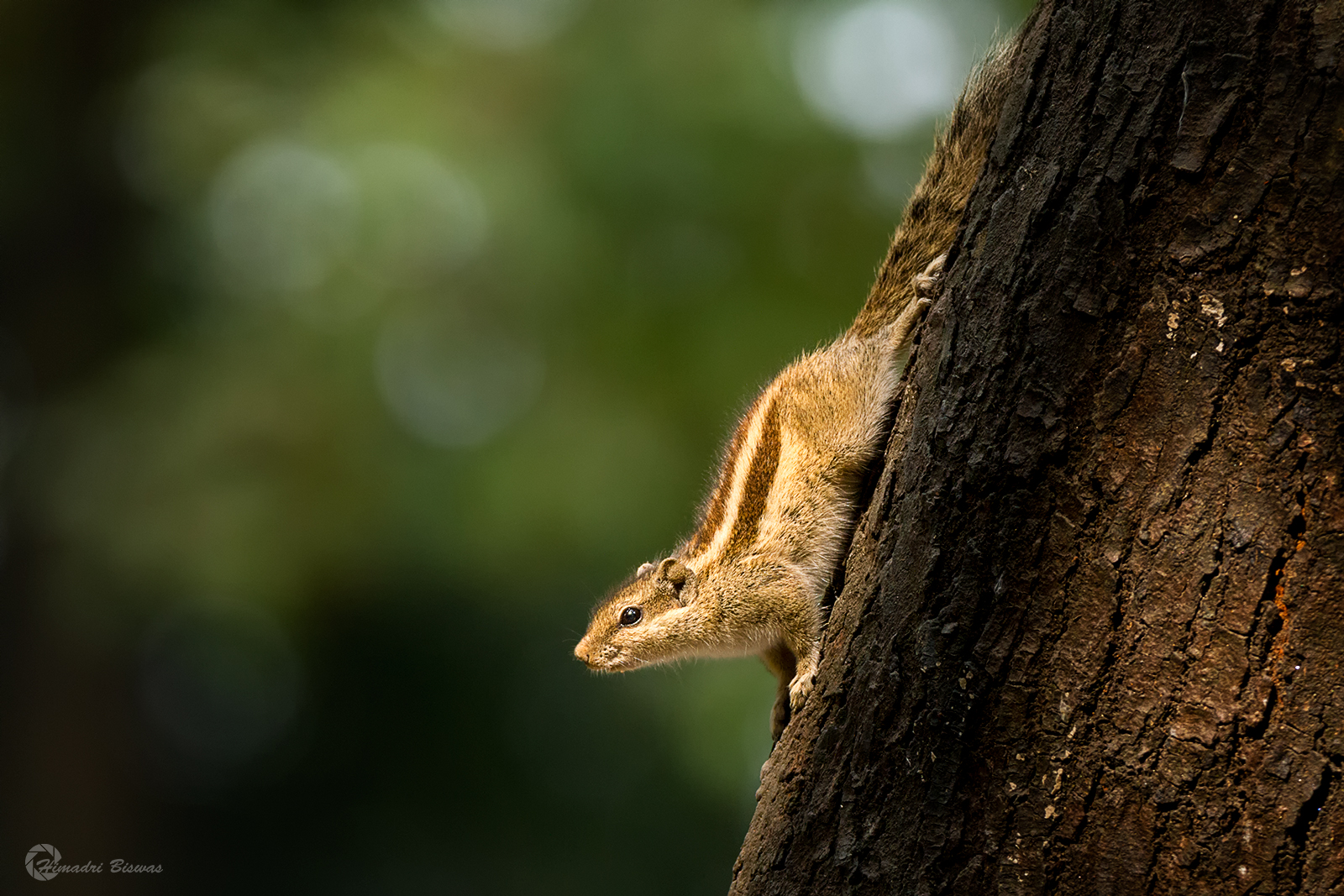 Five striped palm squirrel