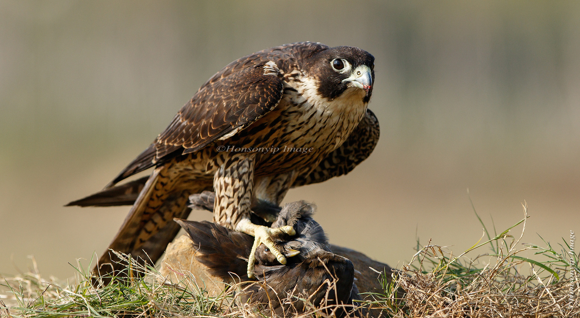 Peregrine Falcon_4