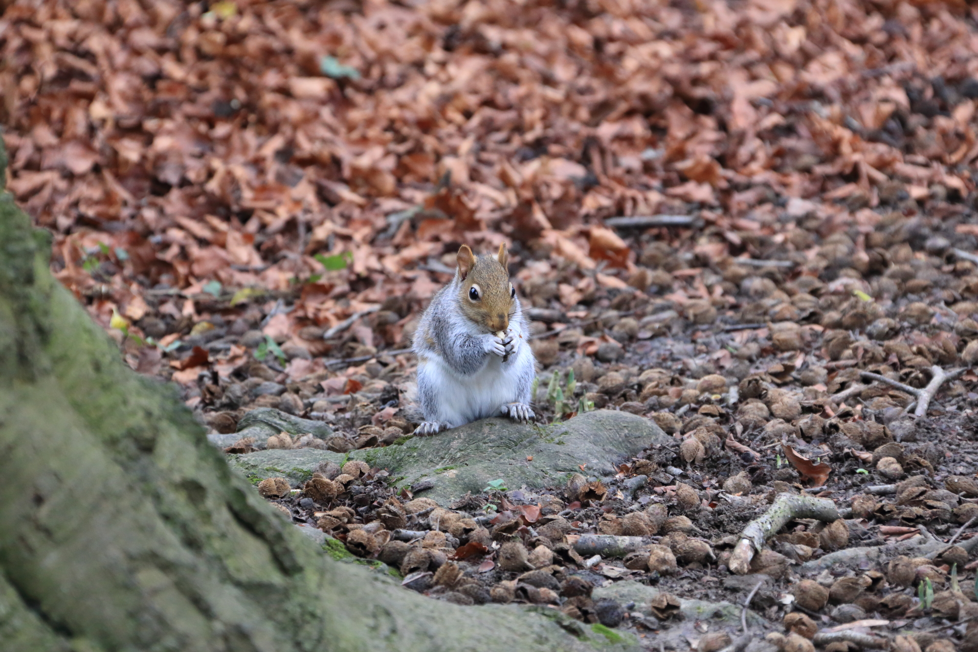 Typical english squirrel!