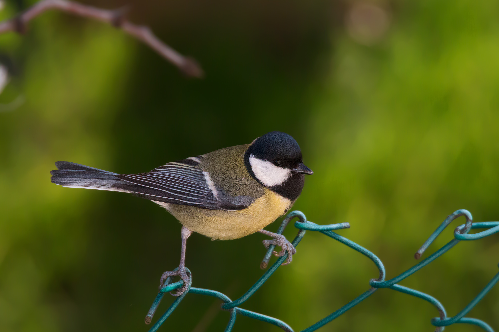 Great Tit